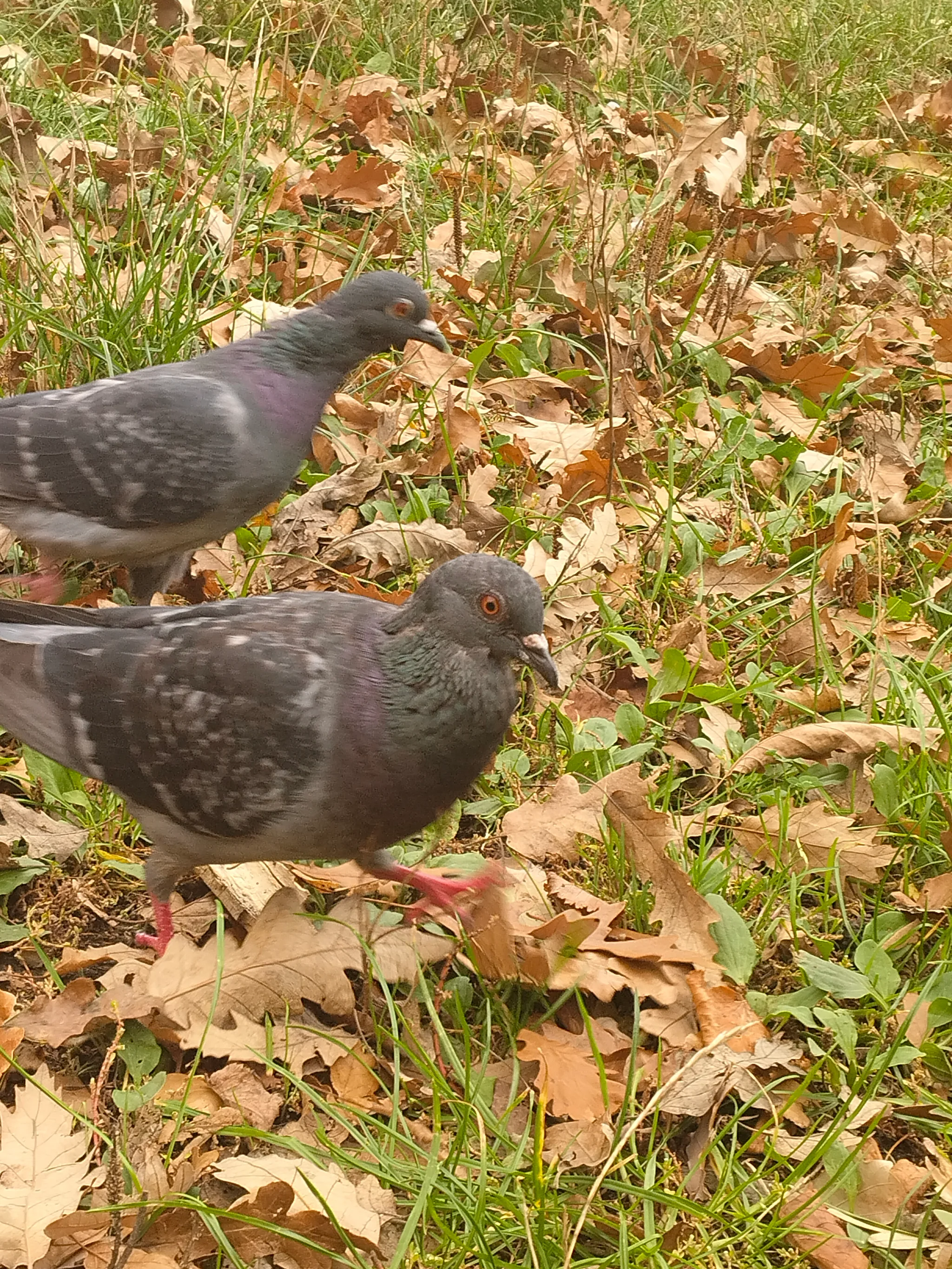 Rock Pigeon (columba livia)