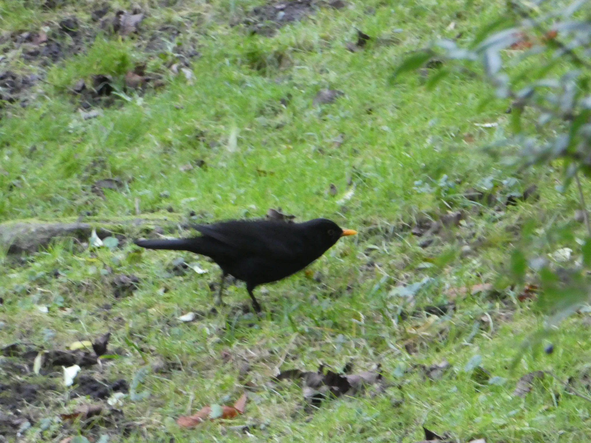 Eurasian Blackbird (turdus merula)