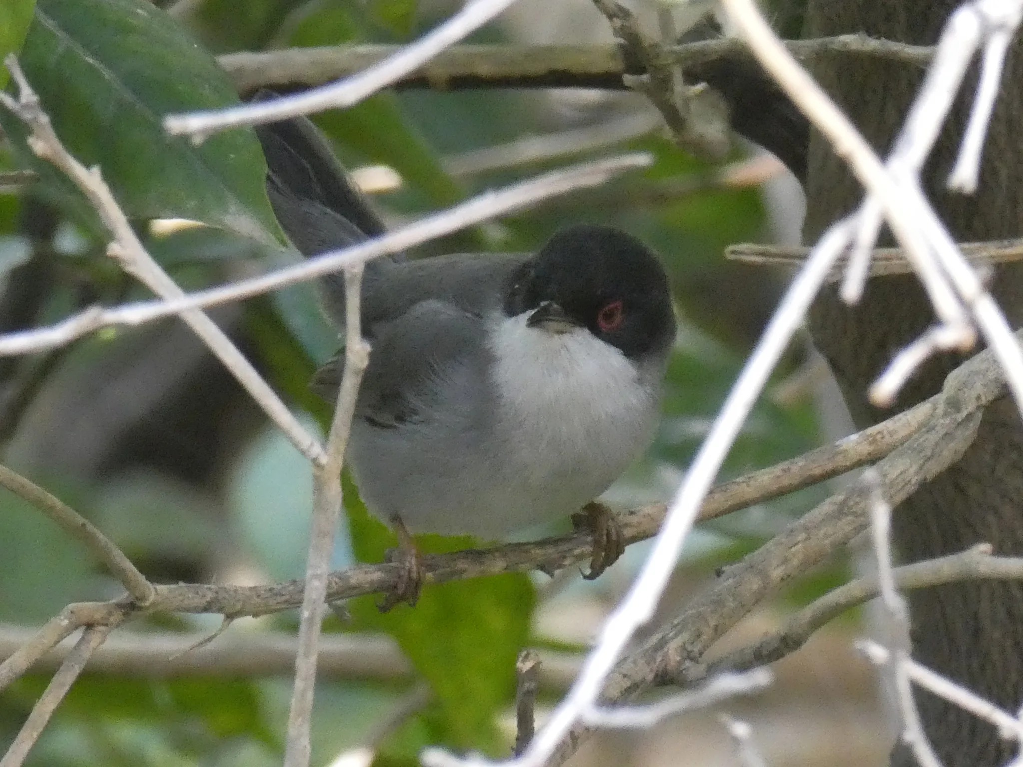 Sardinian Warbler (curruca melanocephala)