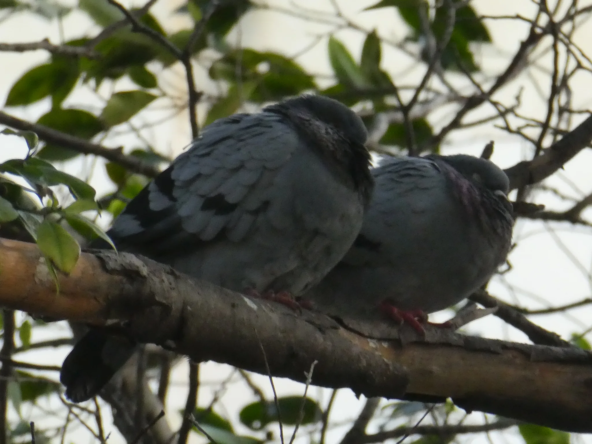 Rock Pigeon (columba livia)