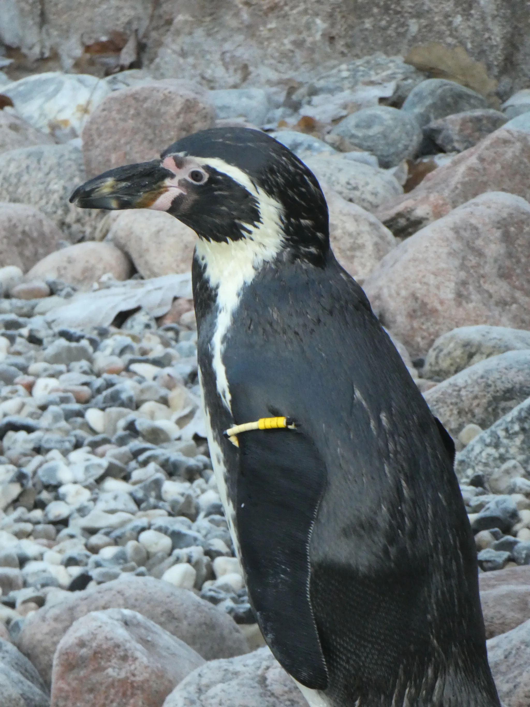 Humboldt Penguin (spheniscus humboldti)