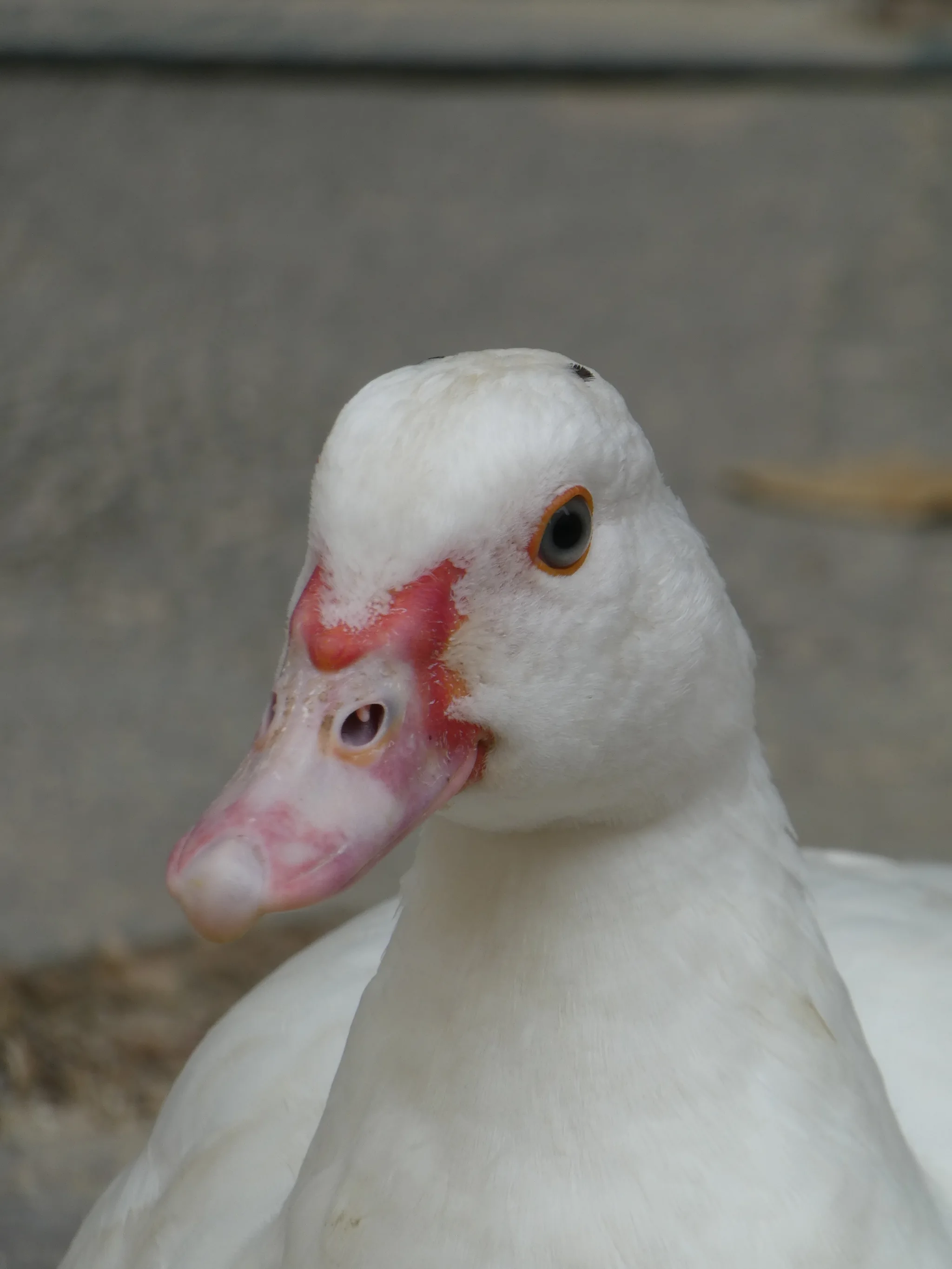 Muscovy Duck (cairina moschata)