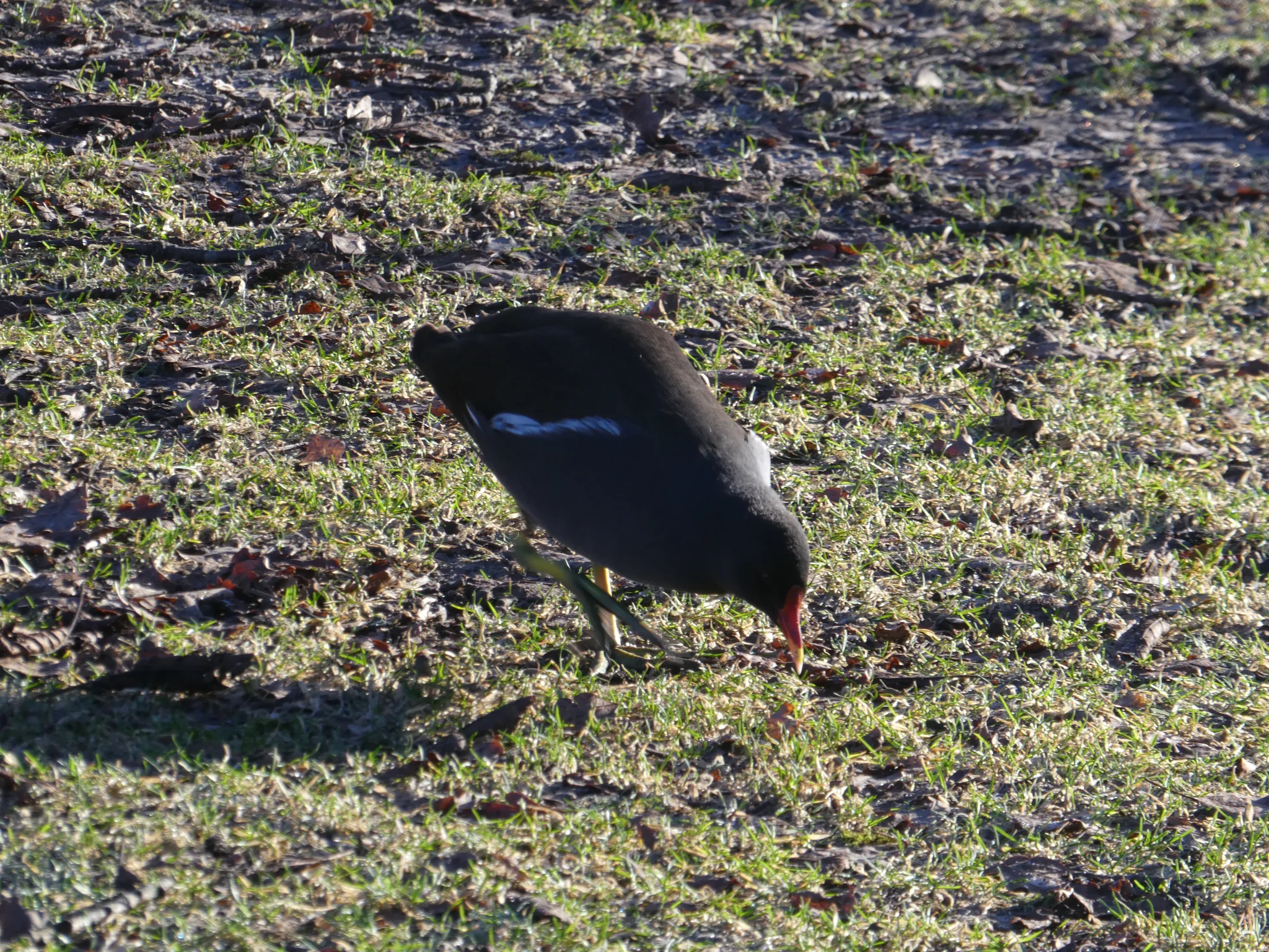Eurasian Moorhen (gallinula chloropus)