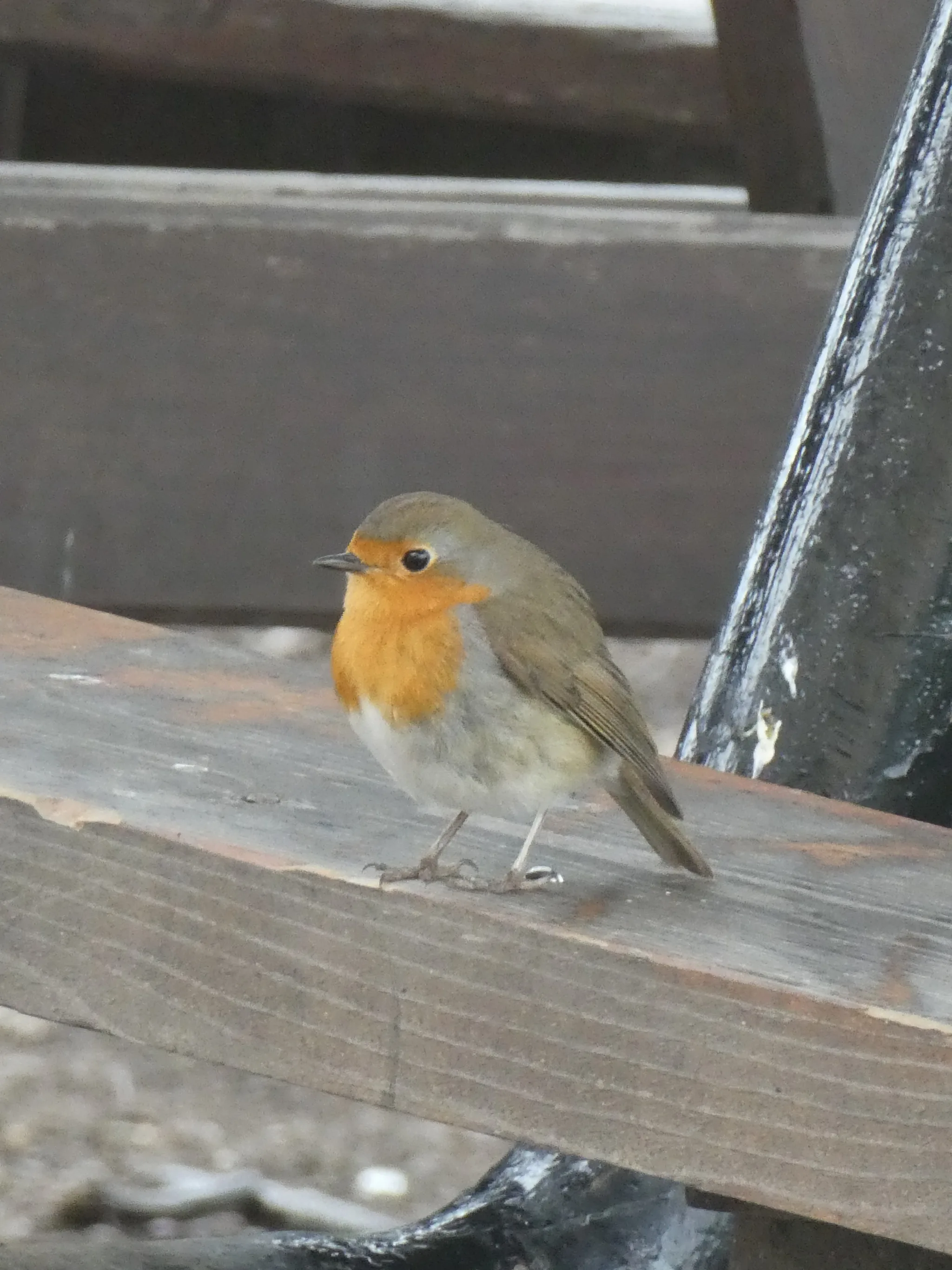 European Robin (erithacus rubecula)