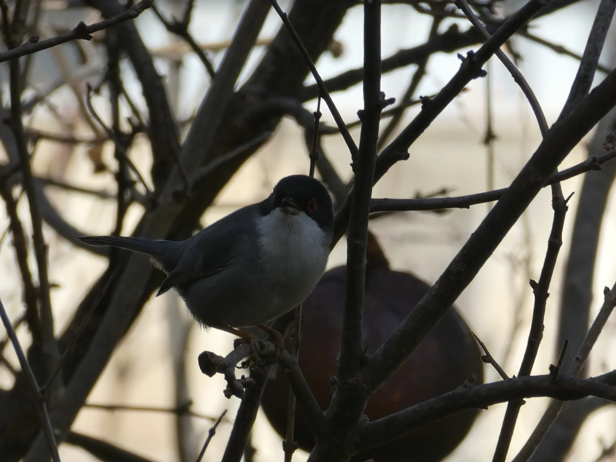 Sardinian Warbler (curruca melanocephala)