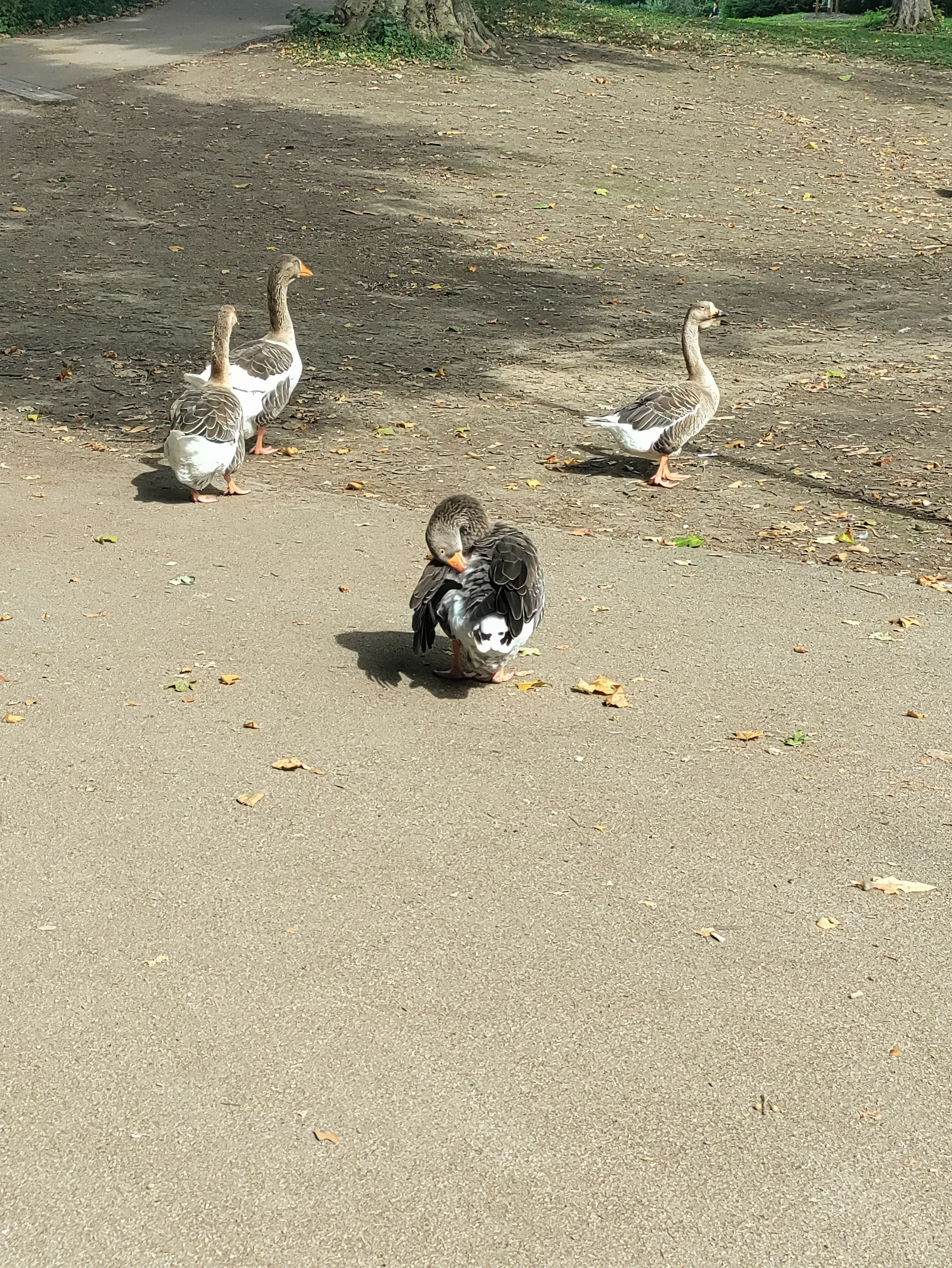 Graylag Goose (anser anser)