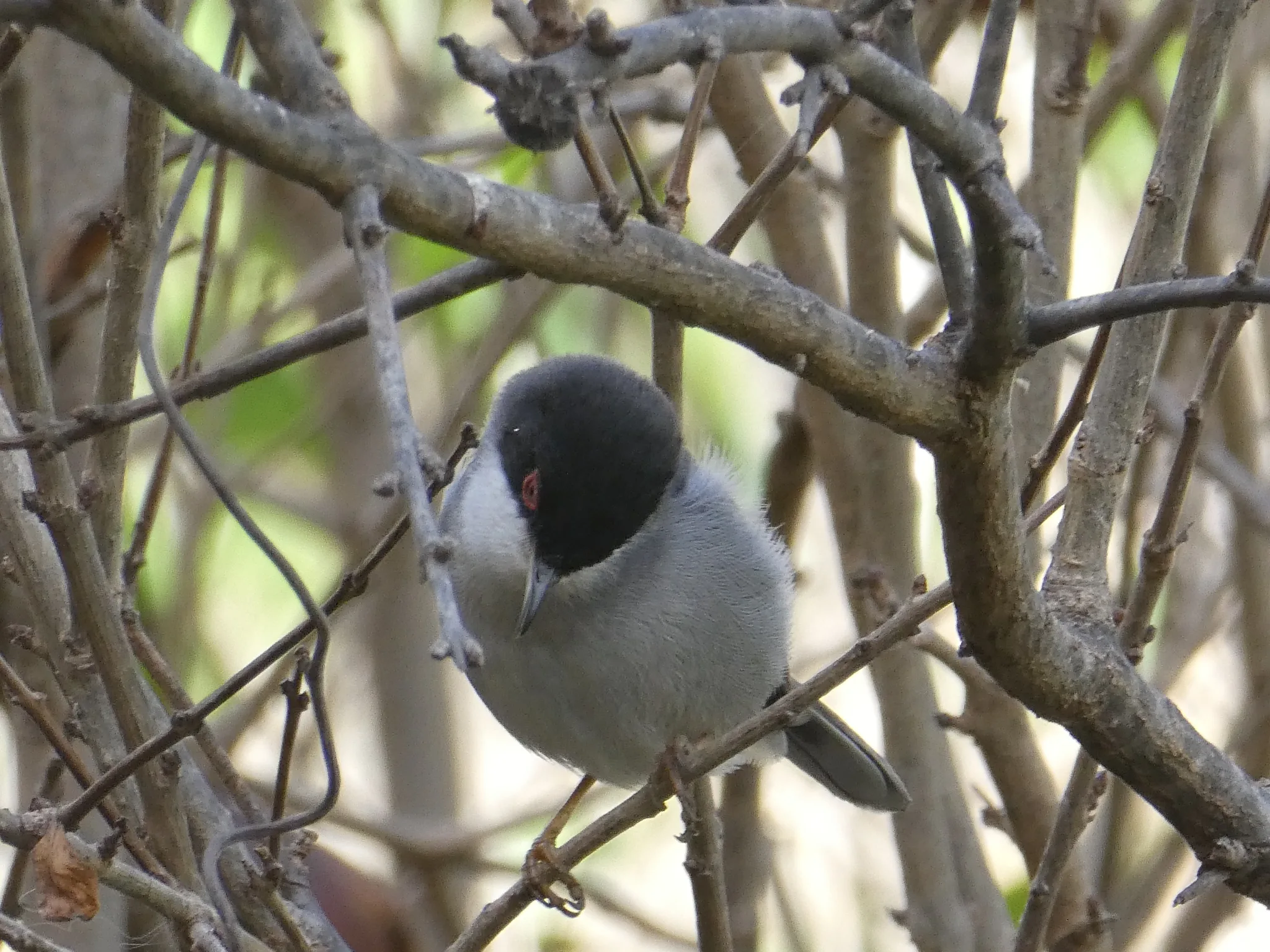 Sardinian Warbler (curruca melanocephala)