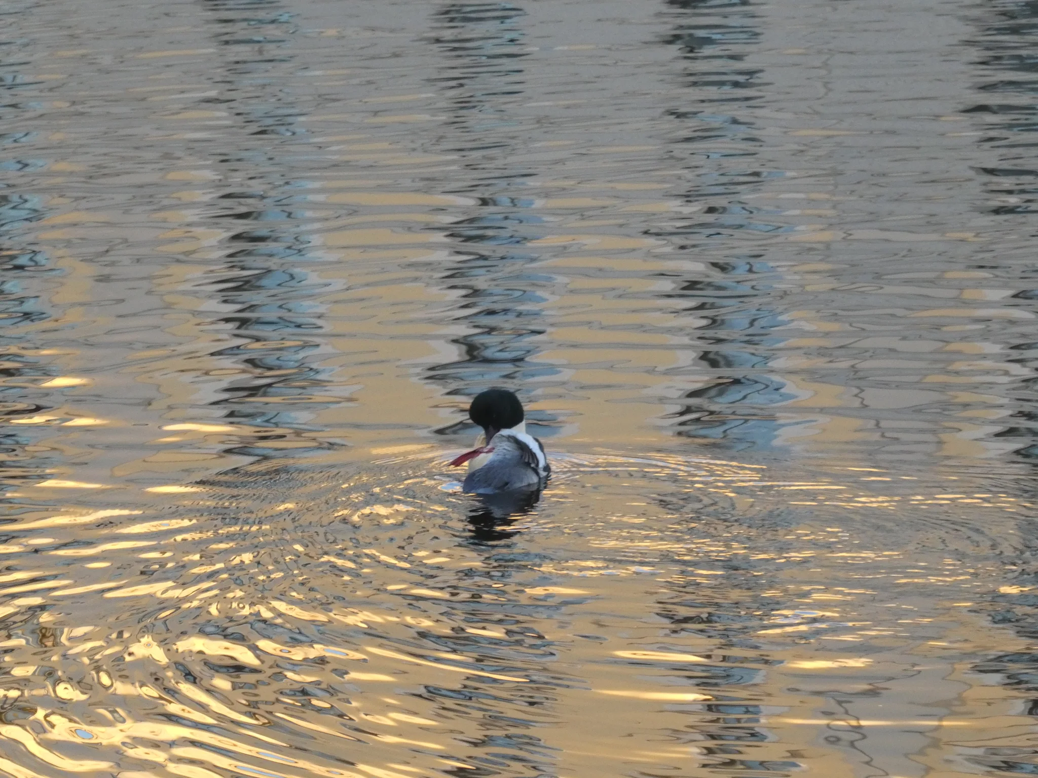 Common Merganser (mergus merganser)