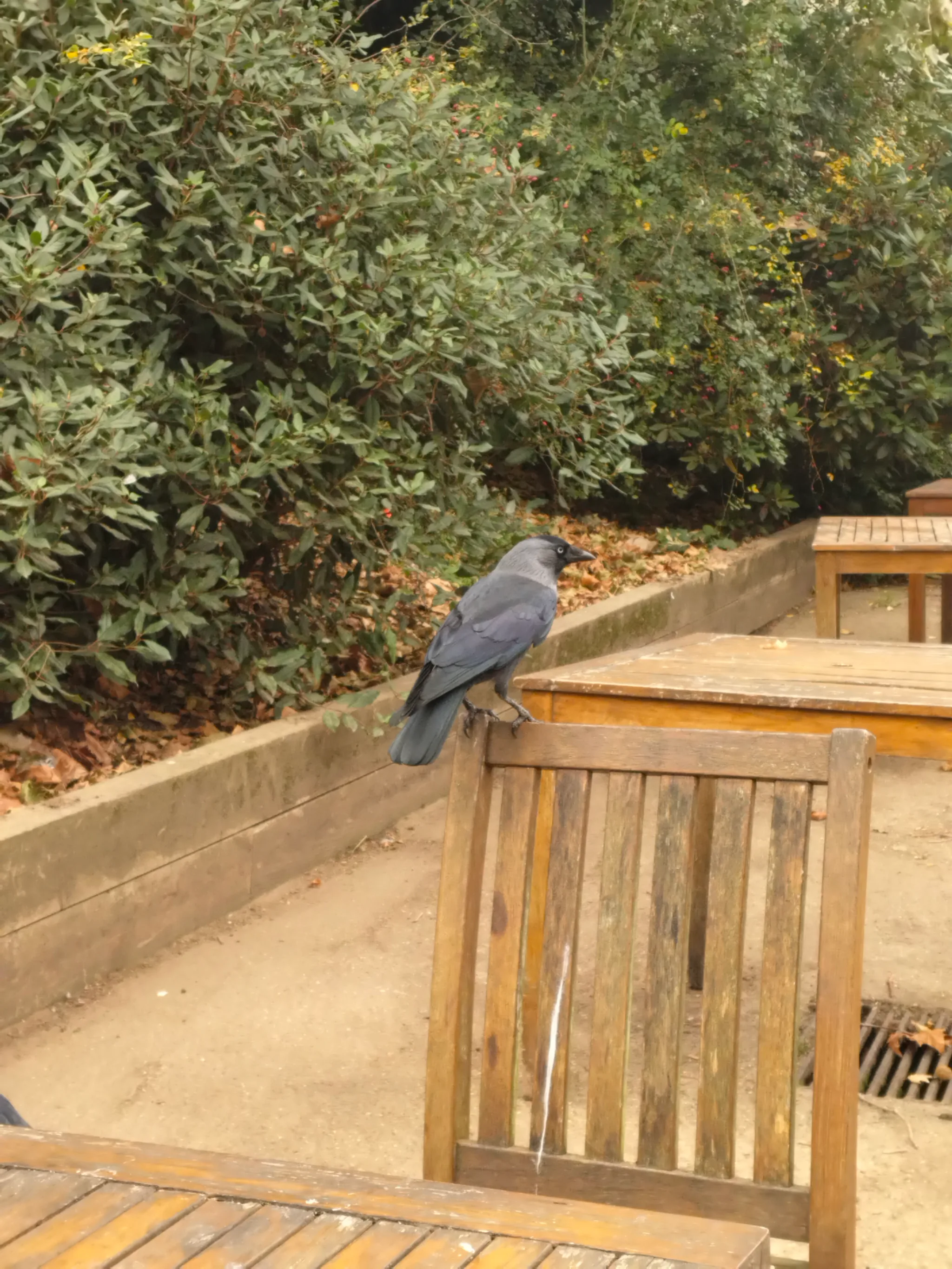 Eurasian Jackdaw (coloeus monedula)