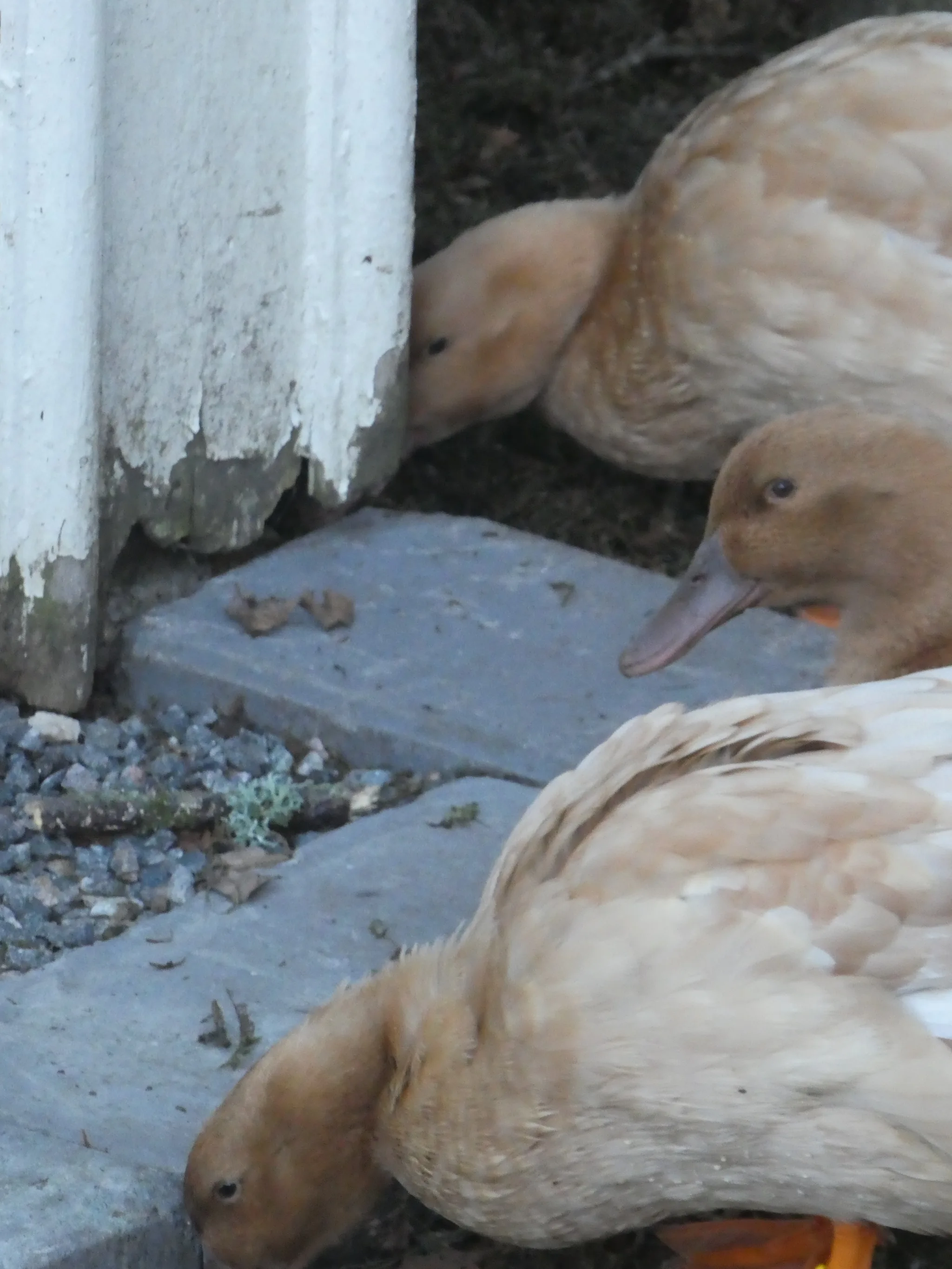 Swedish Yellow Duck (anas platyrhynchos domesticus)