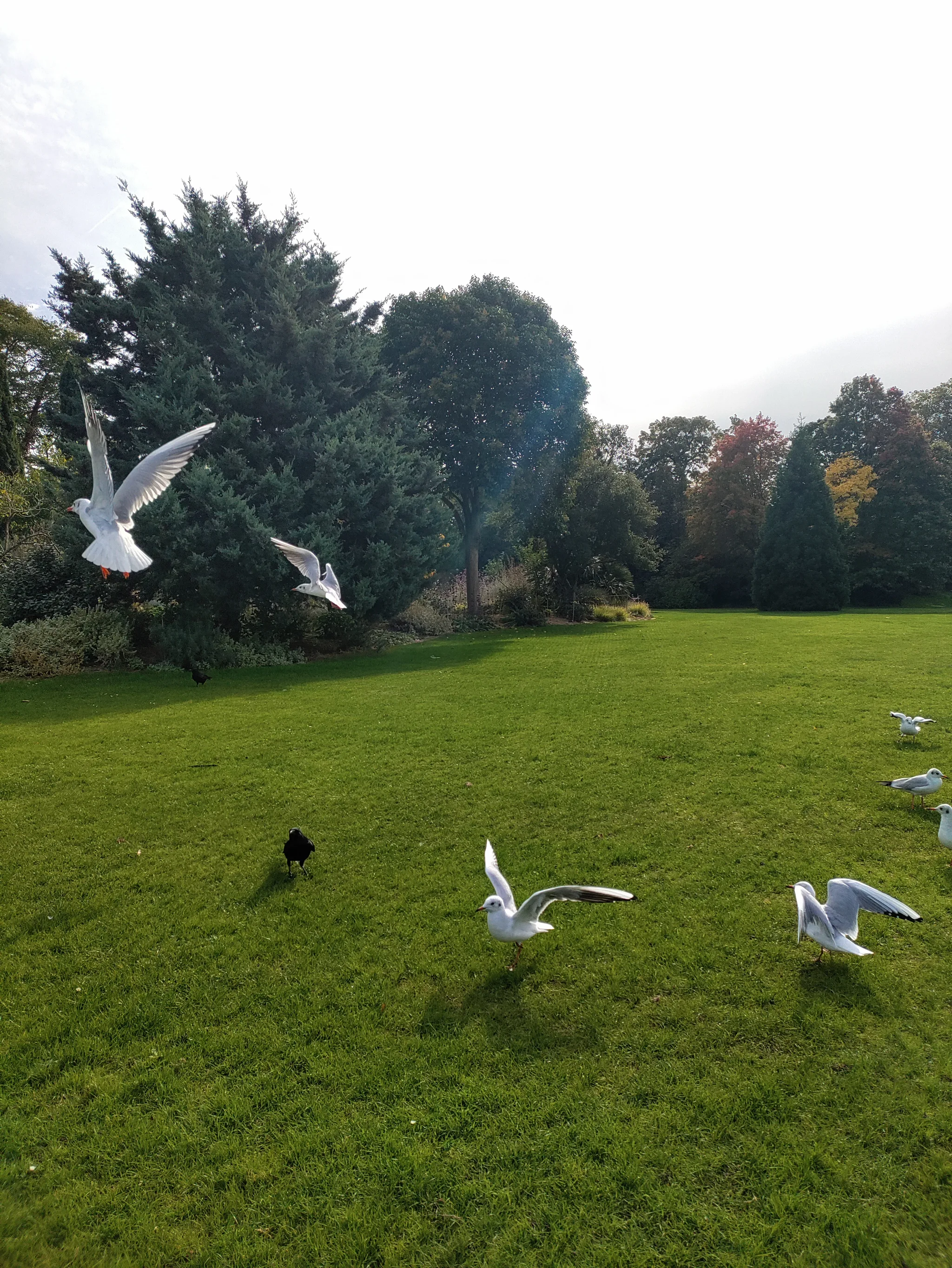 Black-headed Gull (chroicocephalus ridibundus)