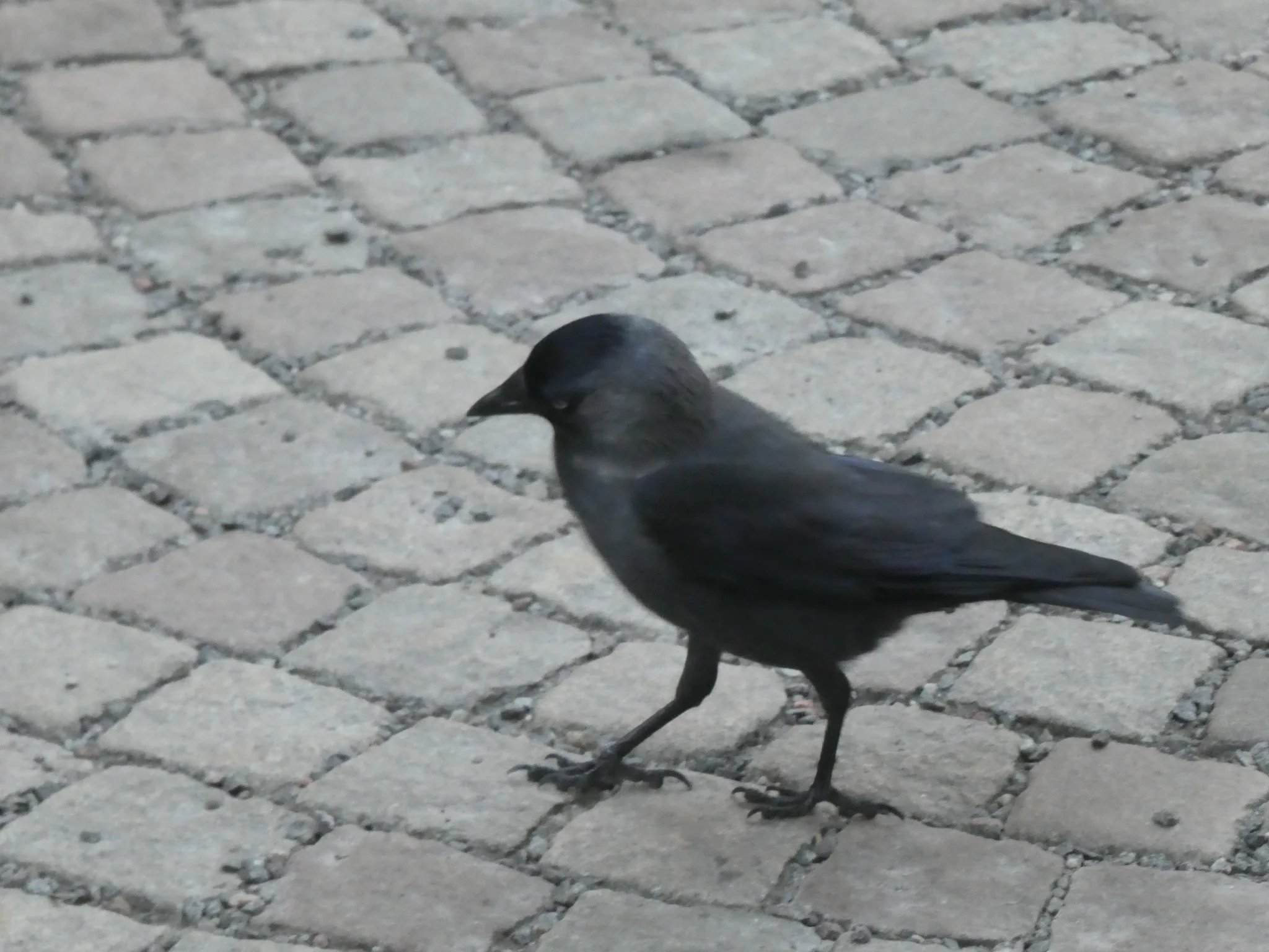 Eurasian Jackdaw (coloeus monodula)