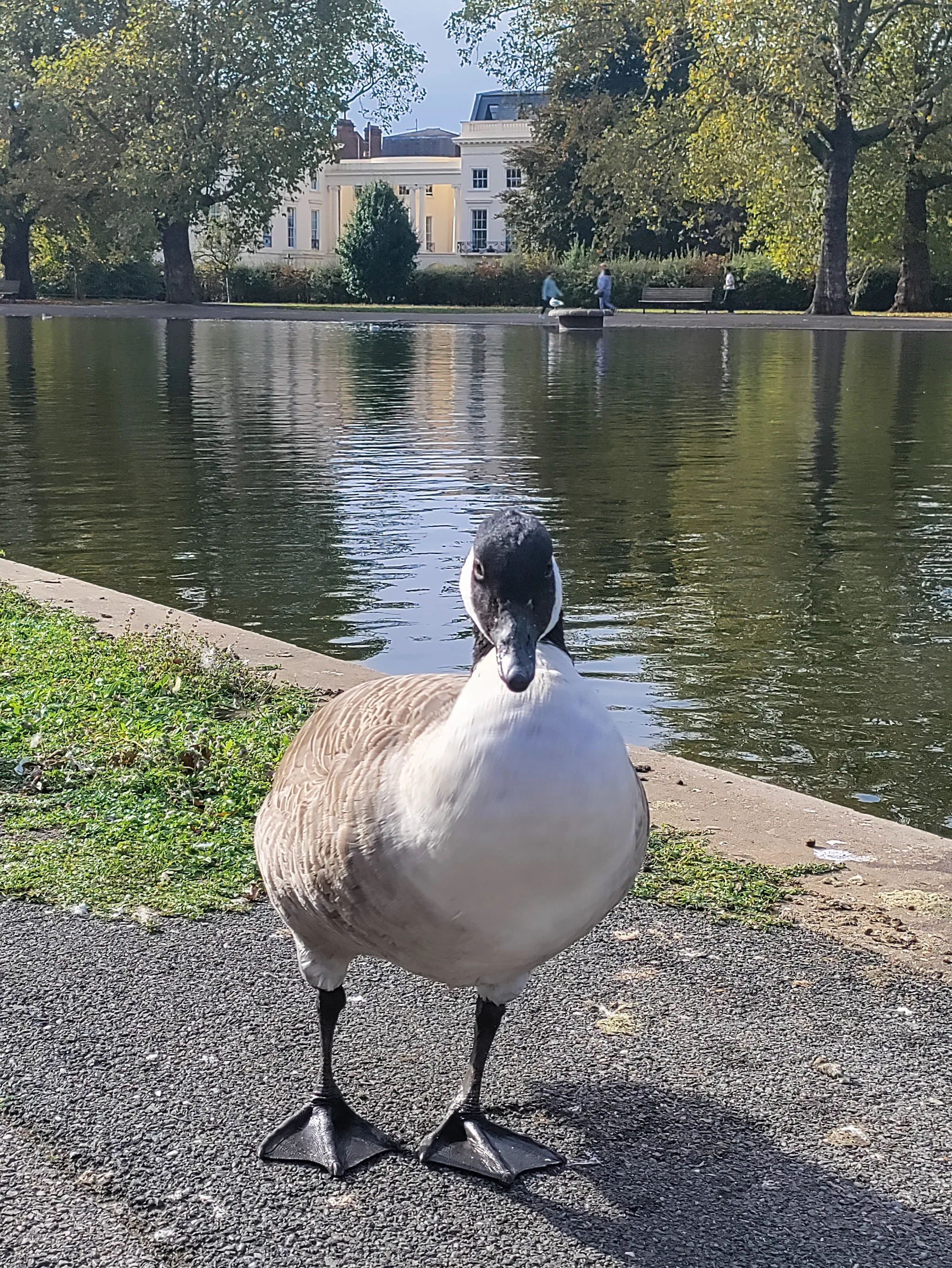 Canada Goose (branta canadensis)