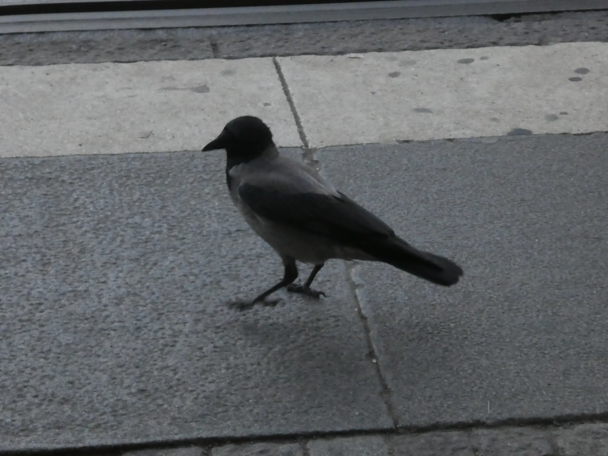 Hooded Crow (corvus cornix)