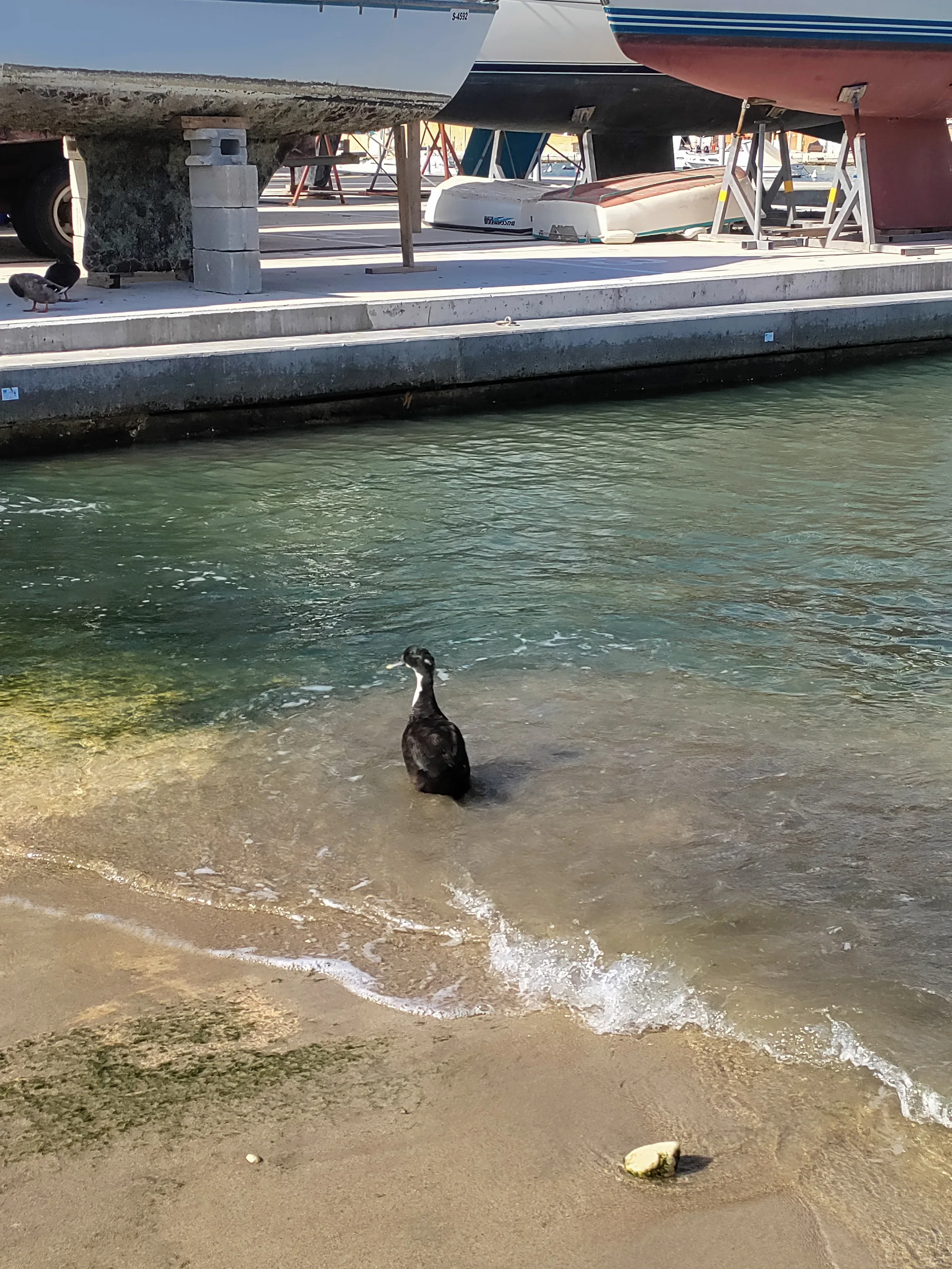 Domestic Duck (anas platyrhynchos domesticus)