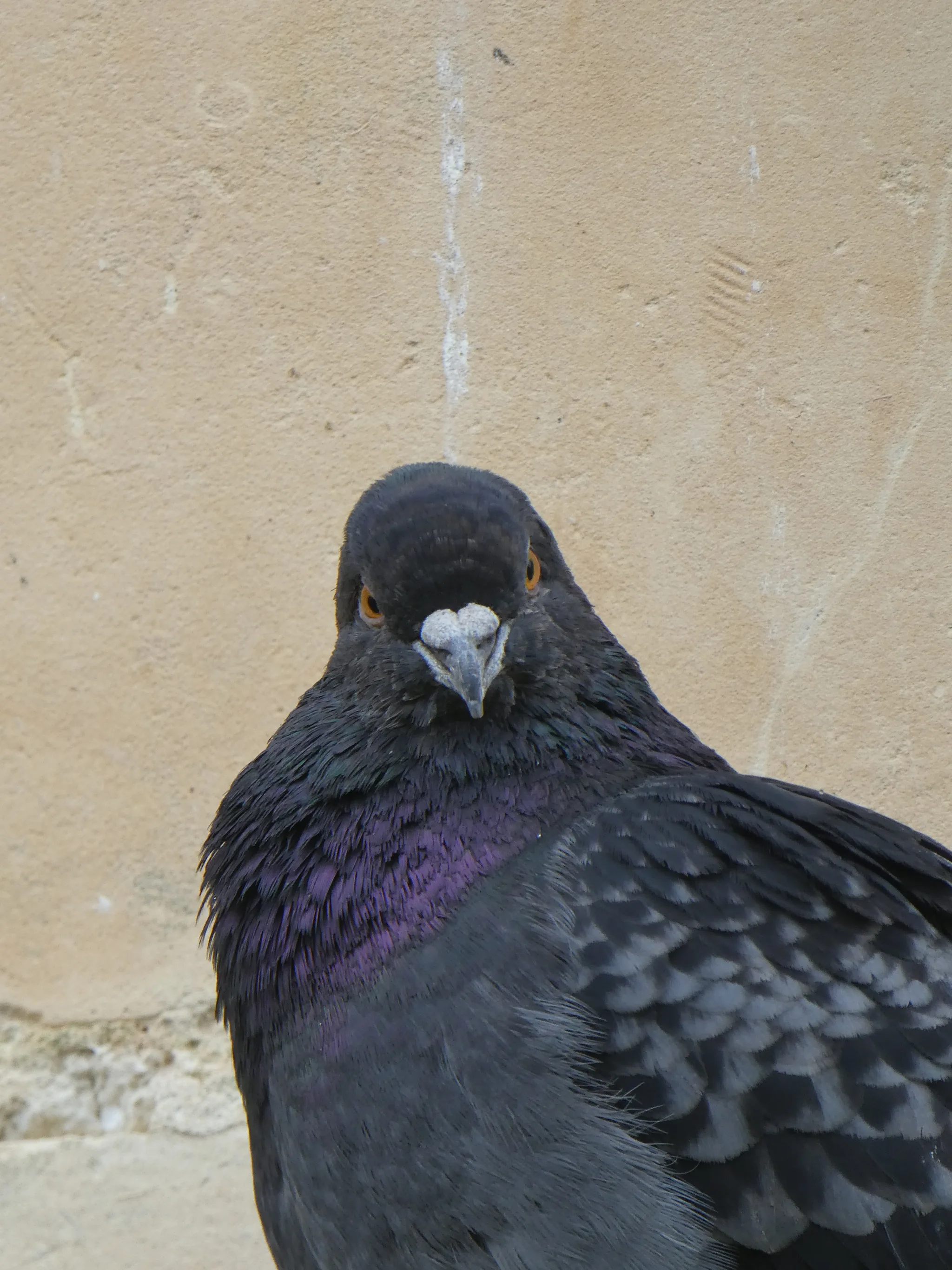 Rock Pigeon (columba livia)