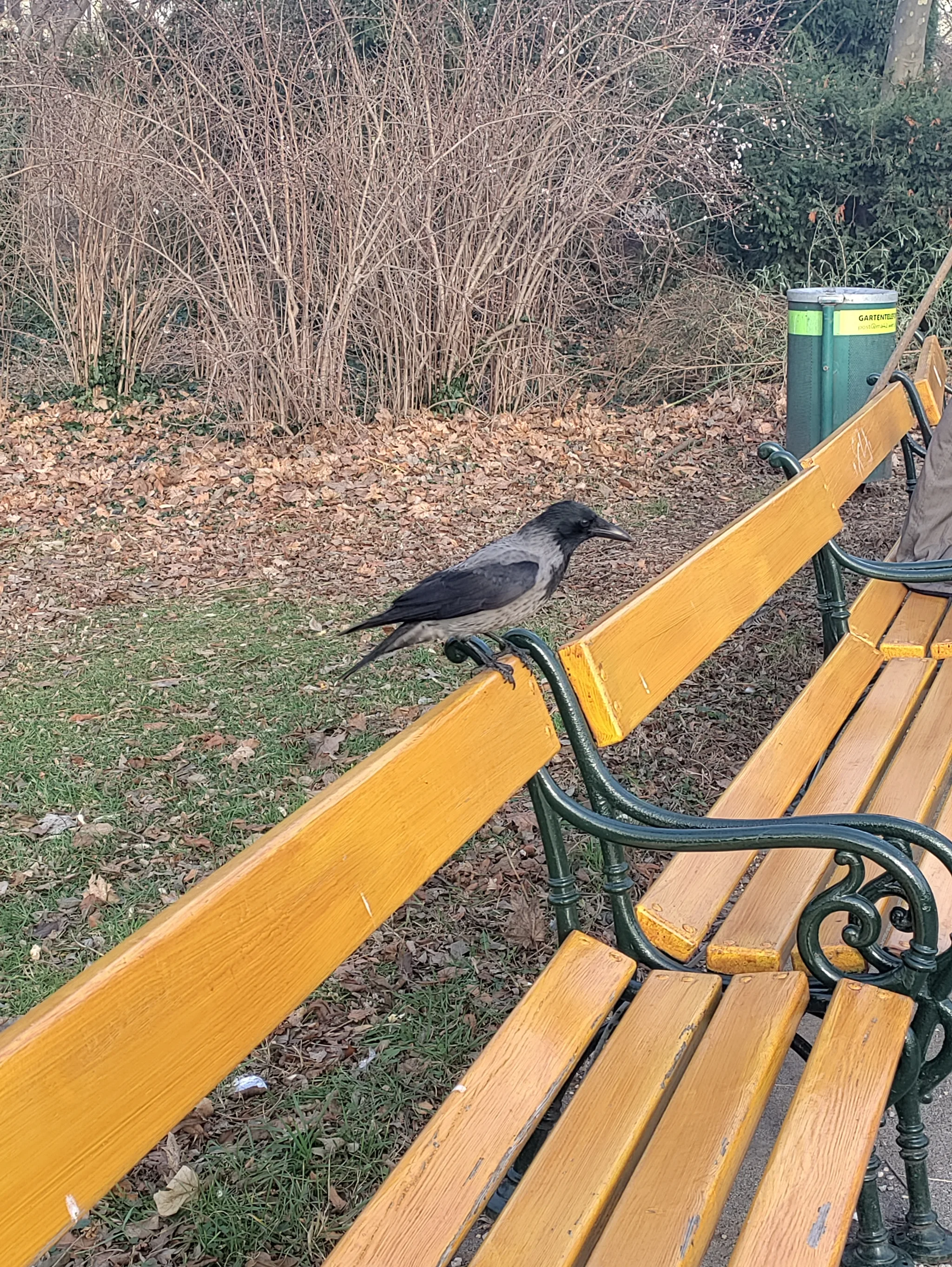 Carrion Crow (corvus corone)