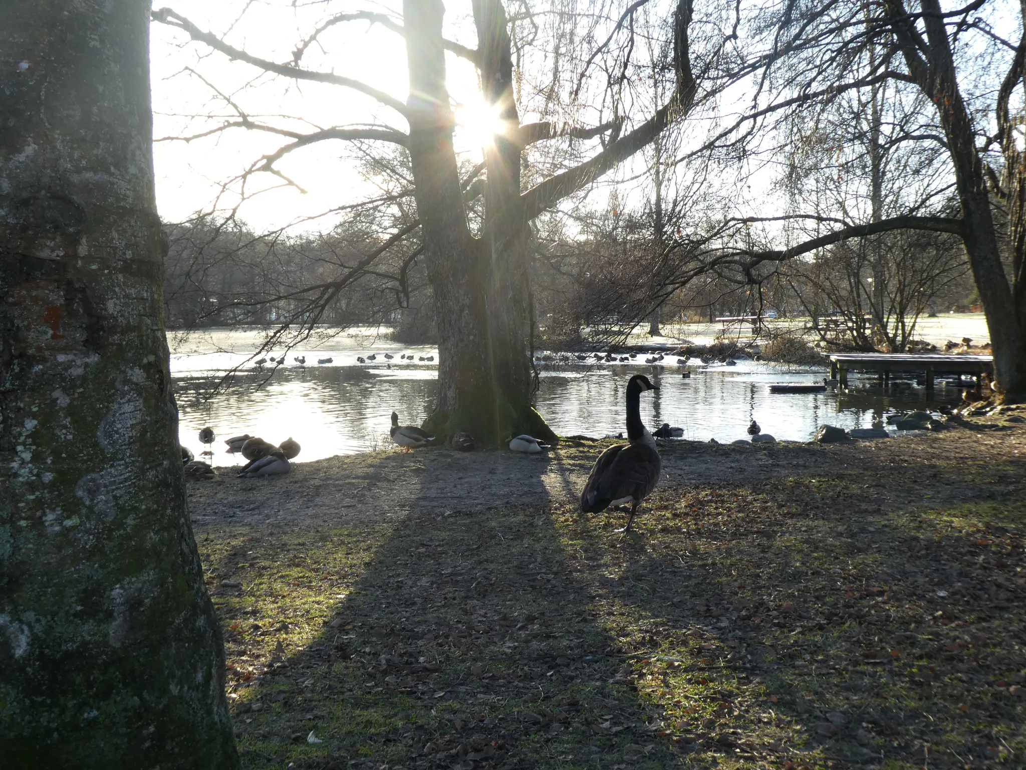 Canada Goose (branta canadensis)
