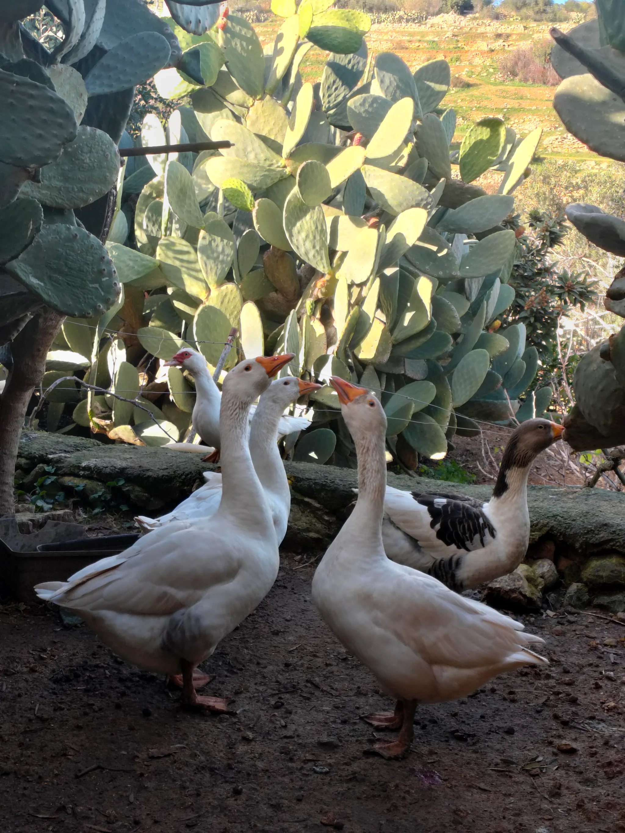 Group containing Domestic Duck (anas platyrhynchos domesticus) and Muscovy Duck (cairina moschata)