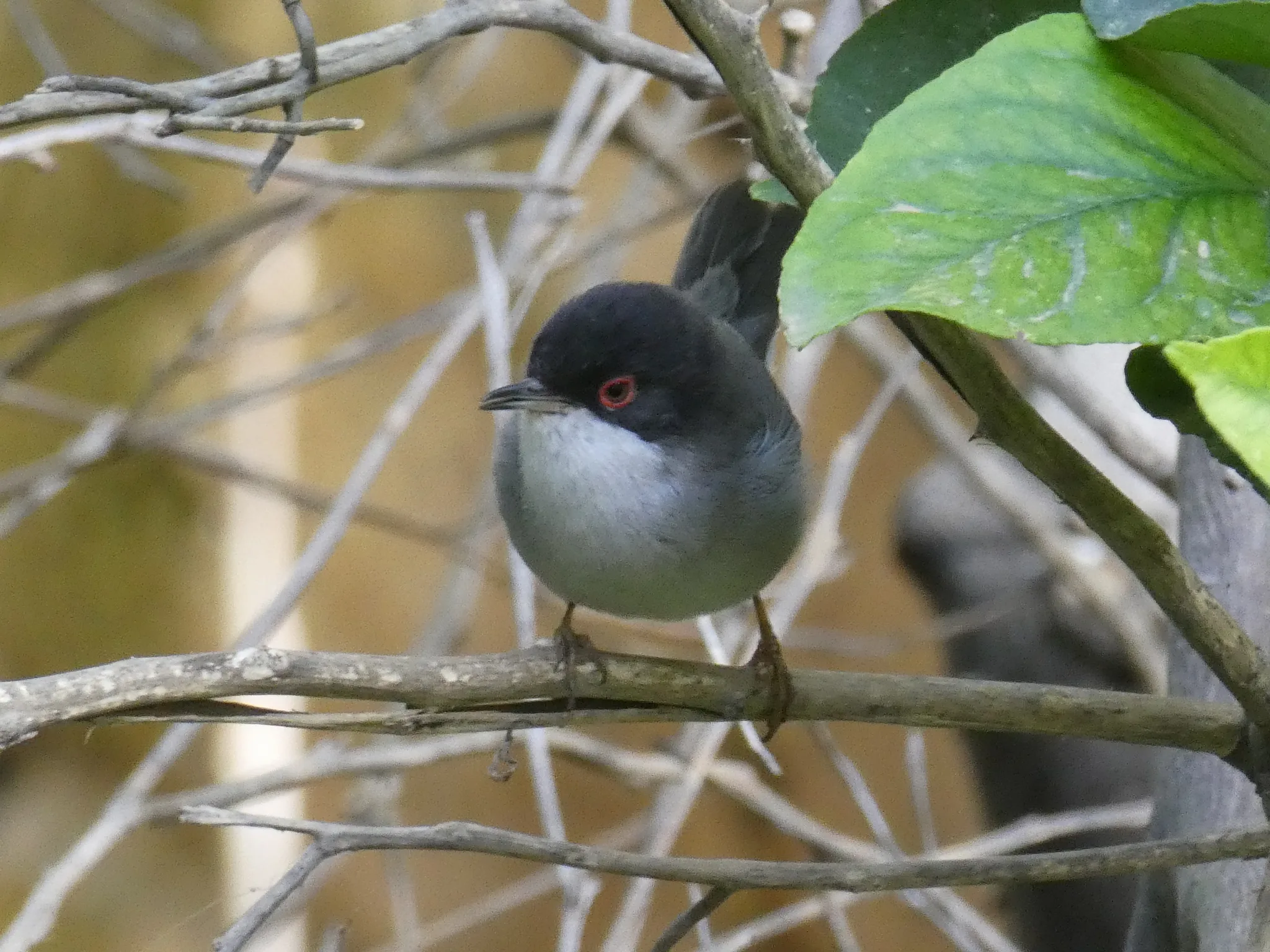 Sardinian Warbler (curruca melanocephala)