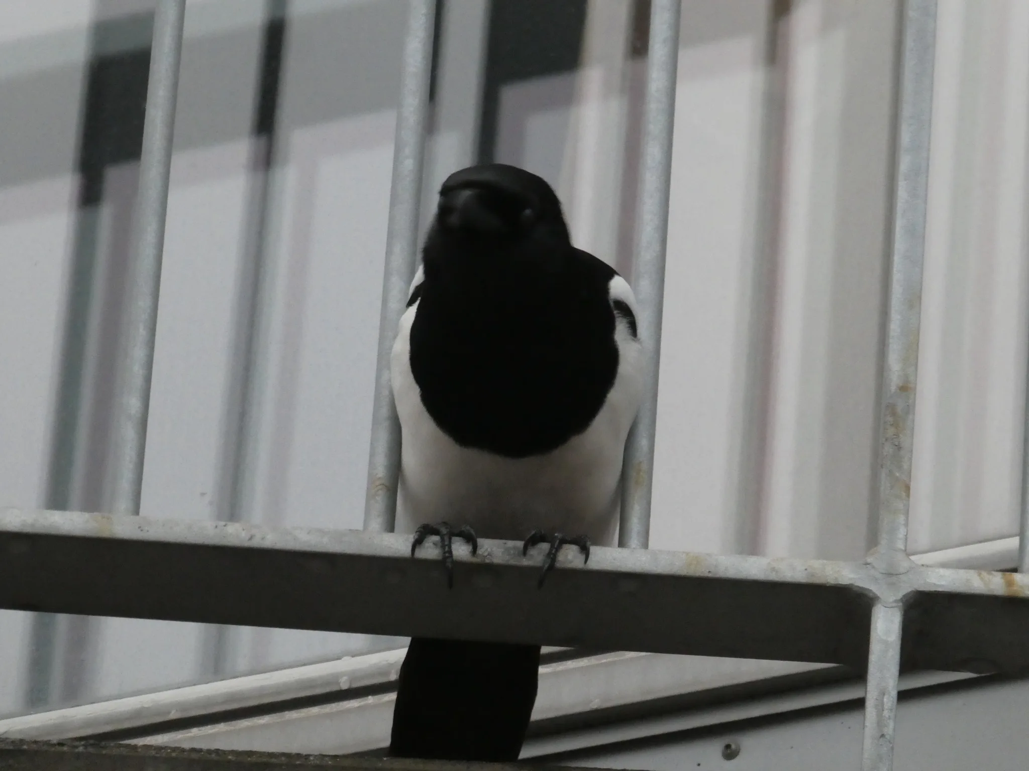 Eurasian Magpie (pica pica)