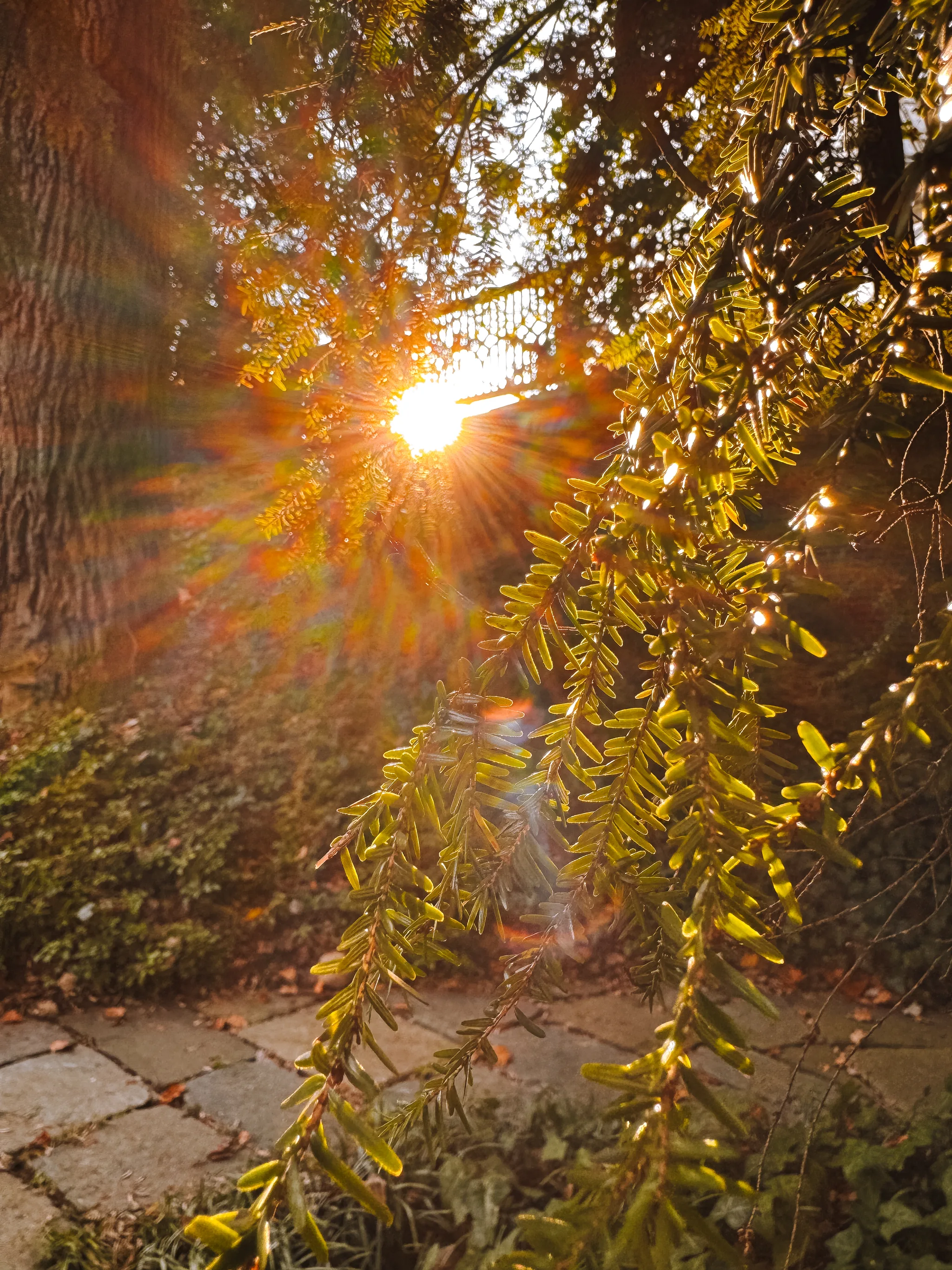 Dumbarton Oaks Gardens 12