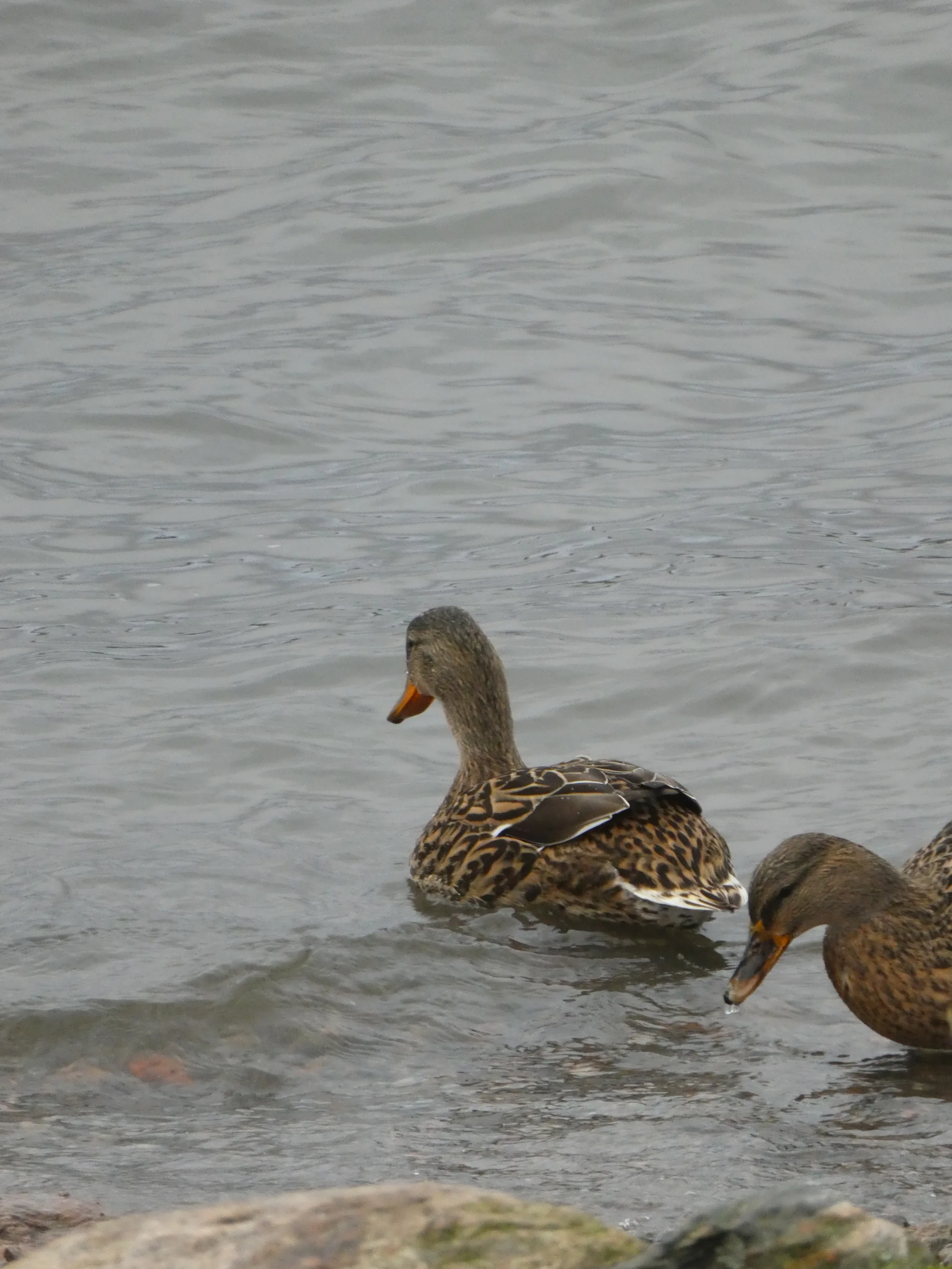 Mallard (anas platyrhynchos)