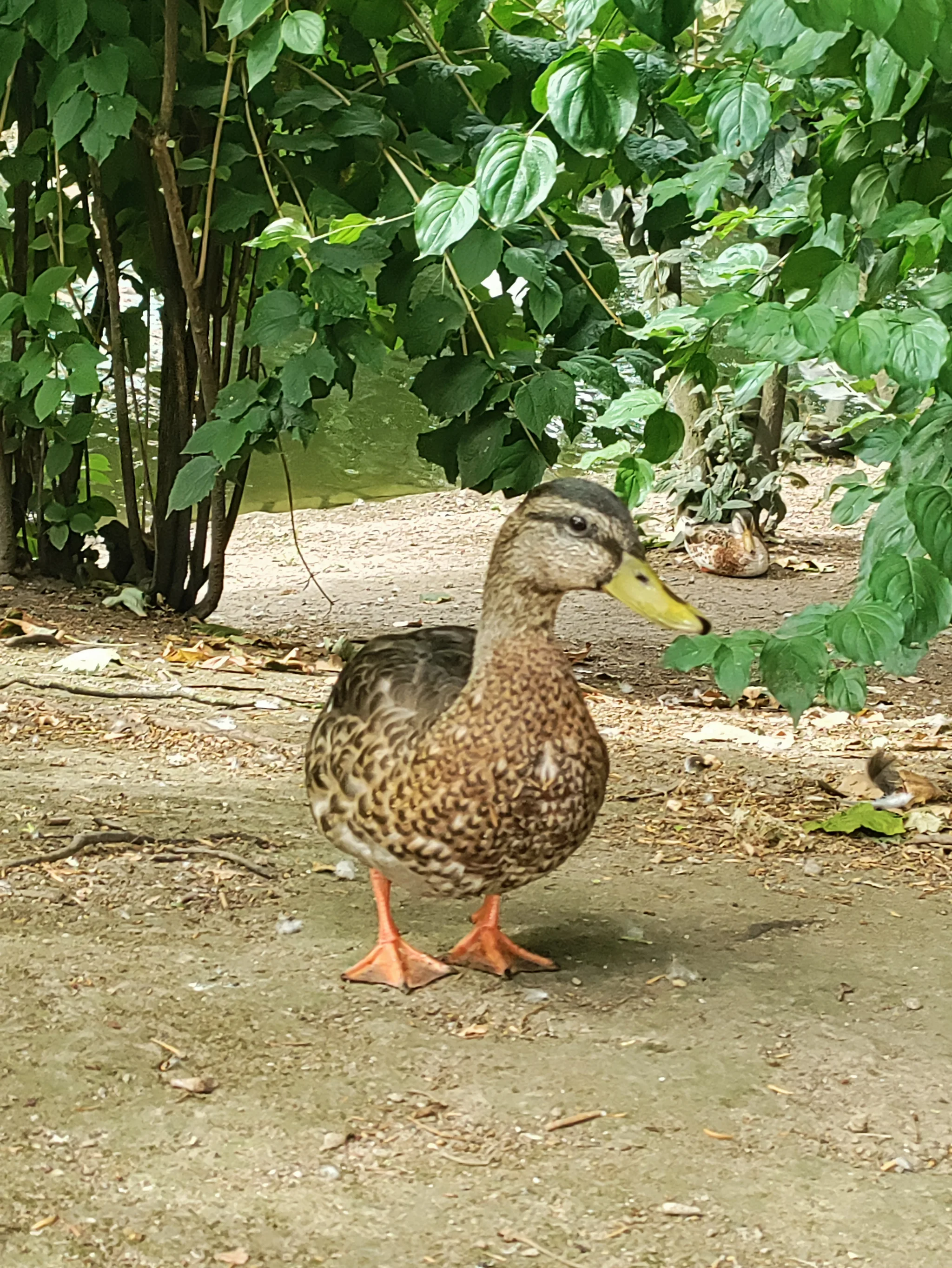 Mallard (anas platyrhynchos)