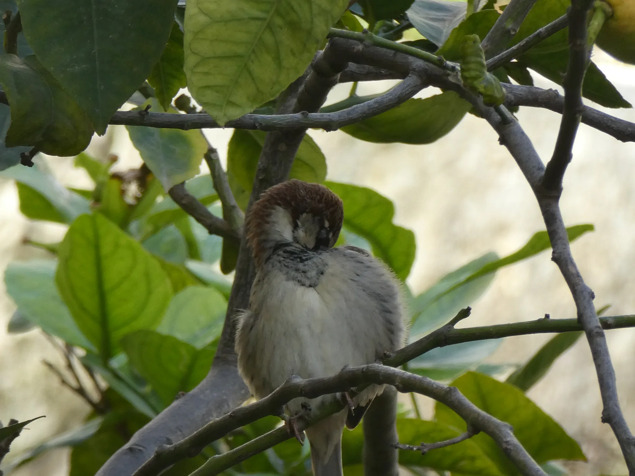 Spanish Sparrow (passer hispaniolensis)