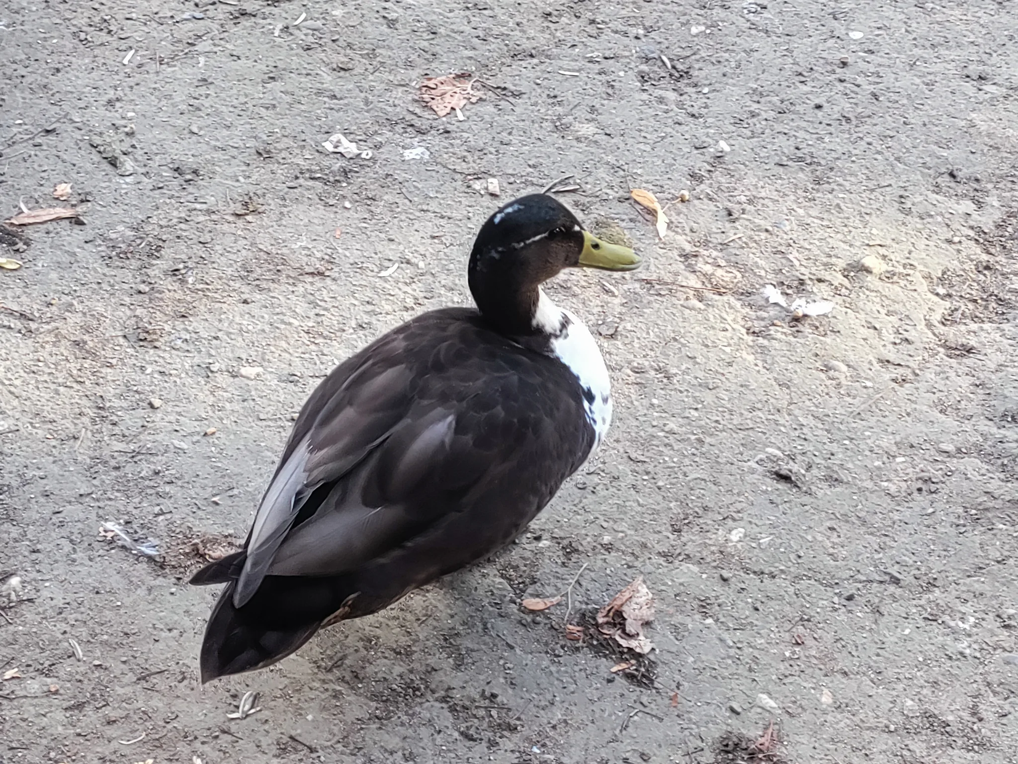 Mallard (anas platyrhynchos)