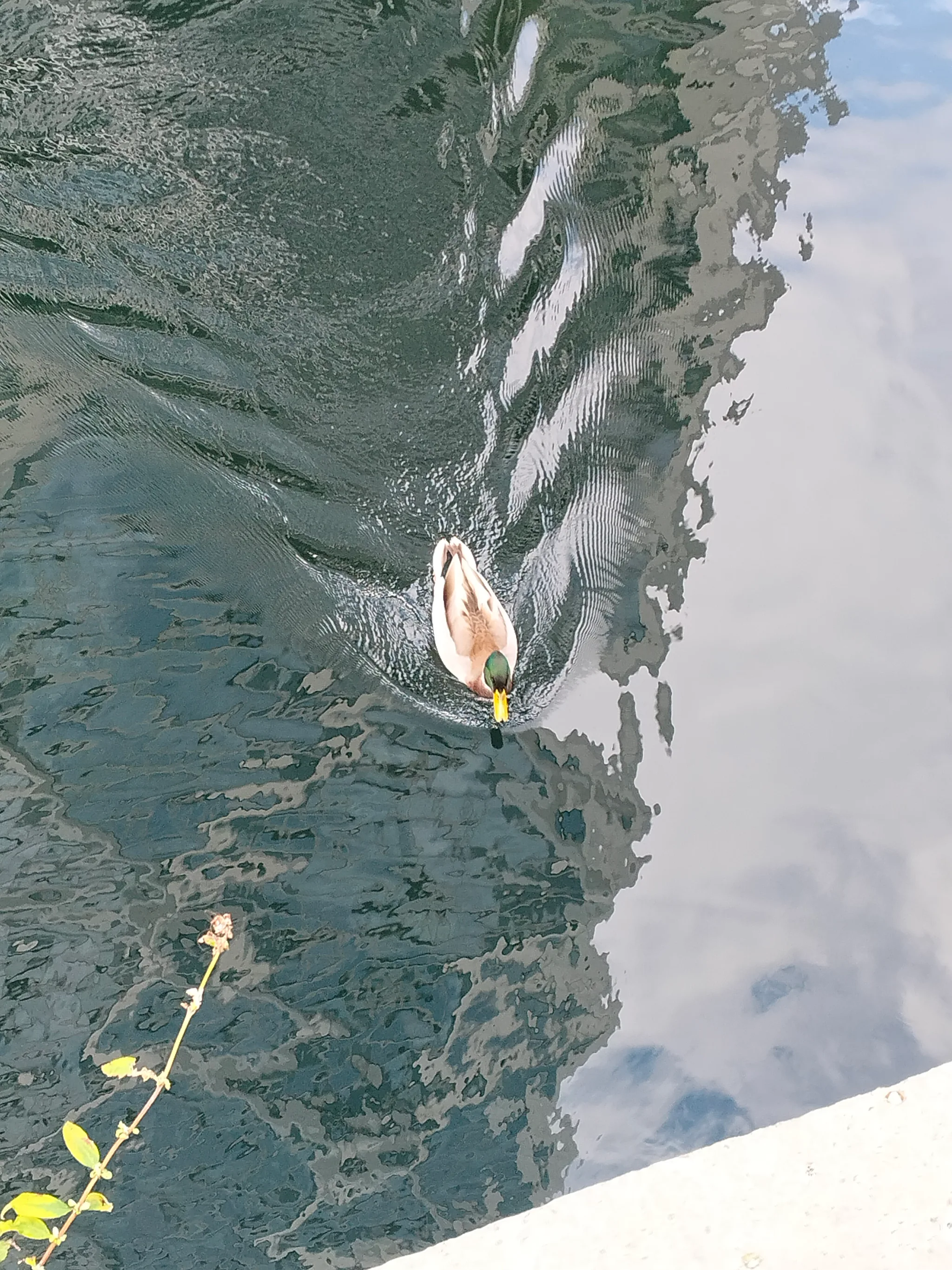 Mallard (anas platyrhynchos)