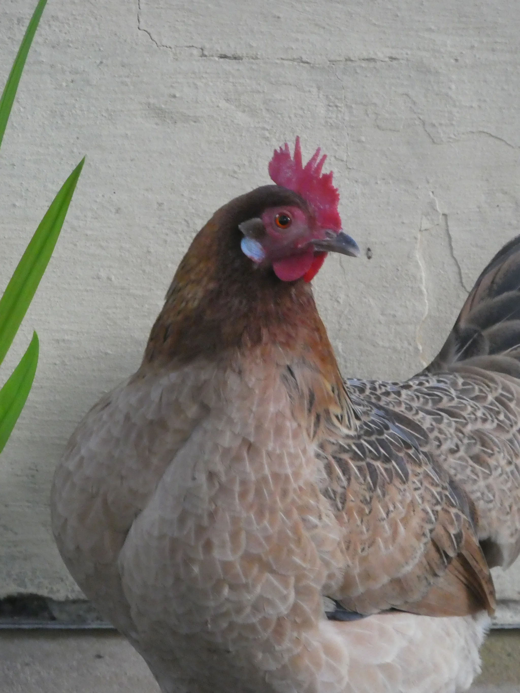 Chicken (gallus gallus domesticus)