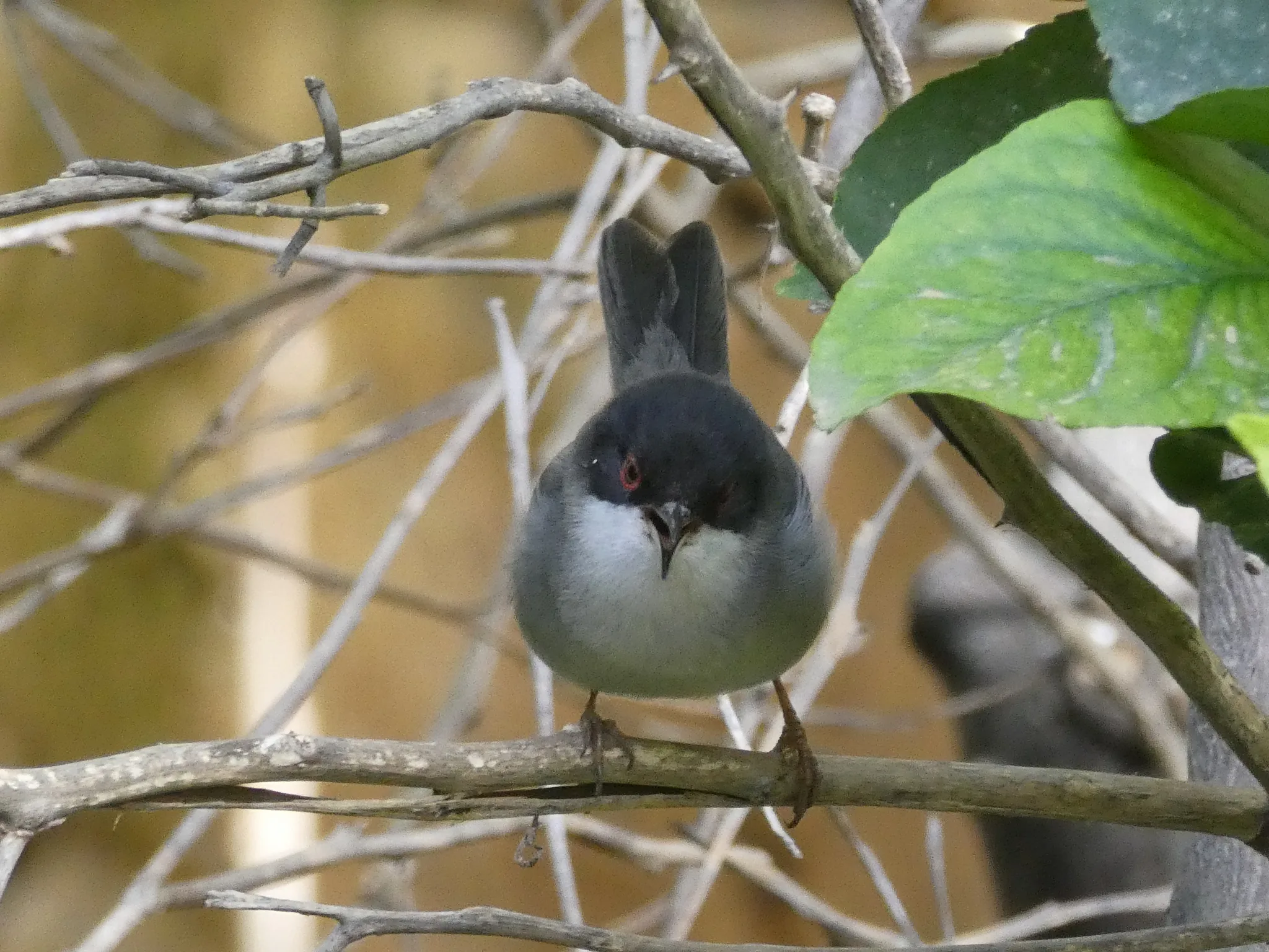 Sardinian Warbler (curruca melanocephala)