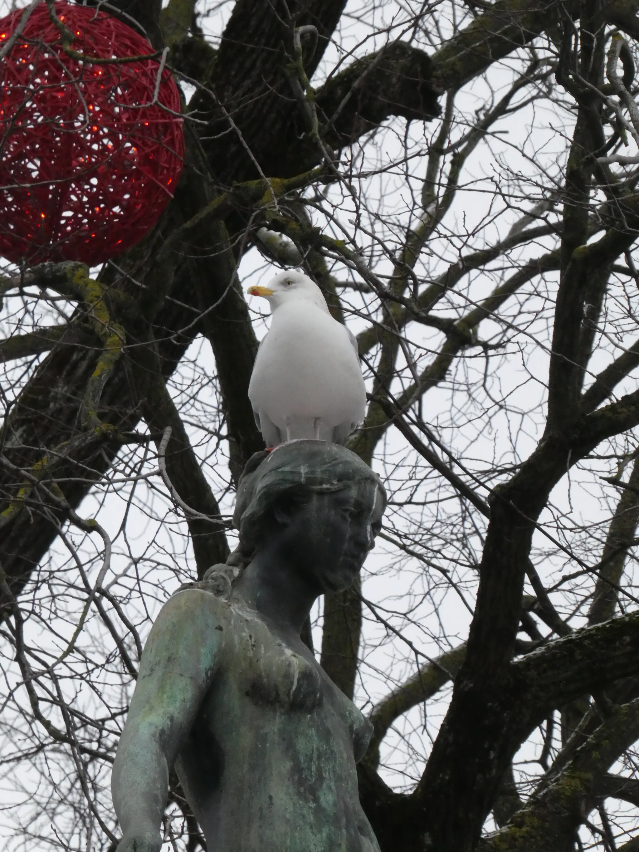 European Herring Gull (larus argentatus)