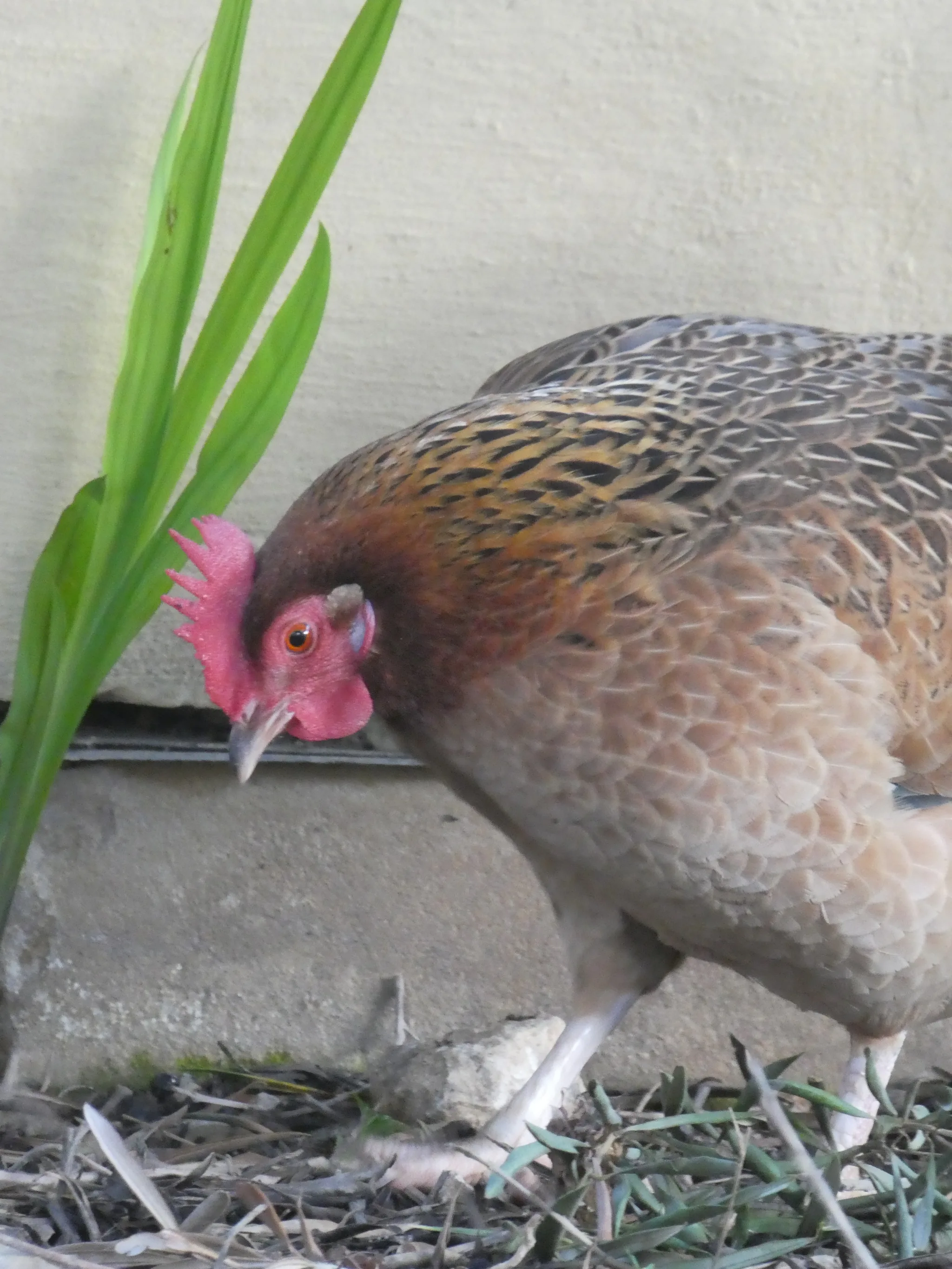 Chicken (gallus gallus domesticus)