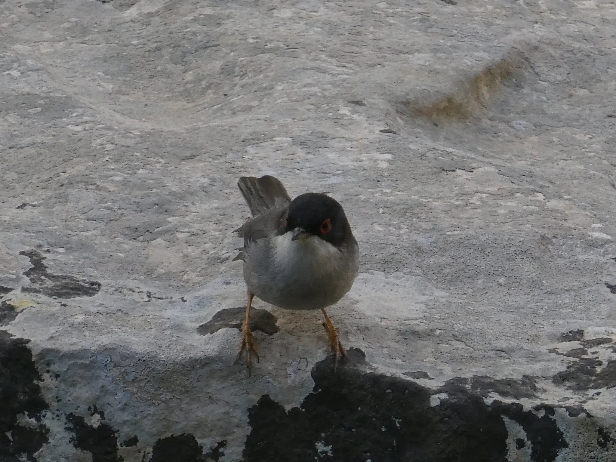 Sardinian Warbler (curruca melanocephala)