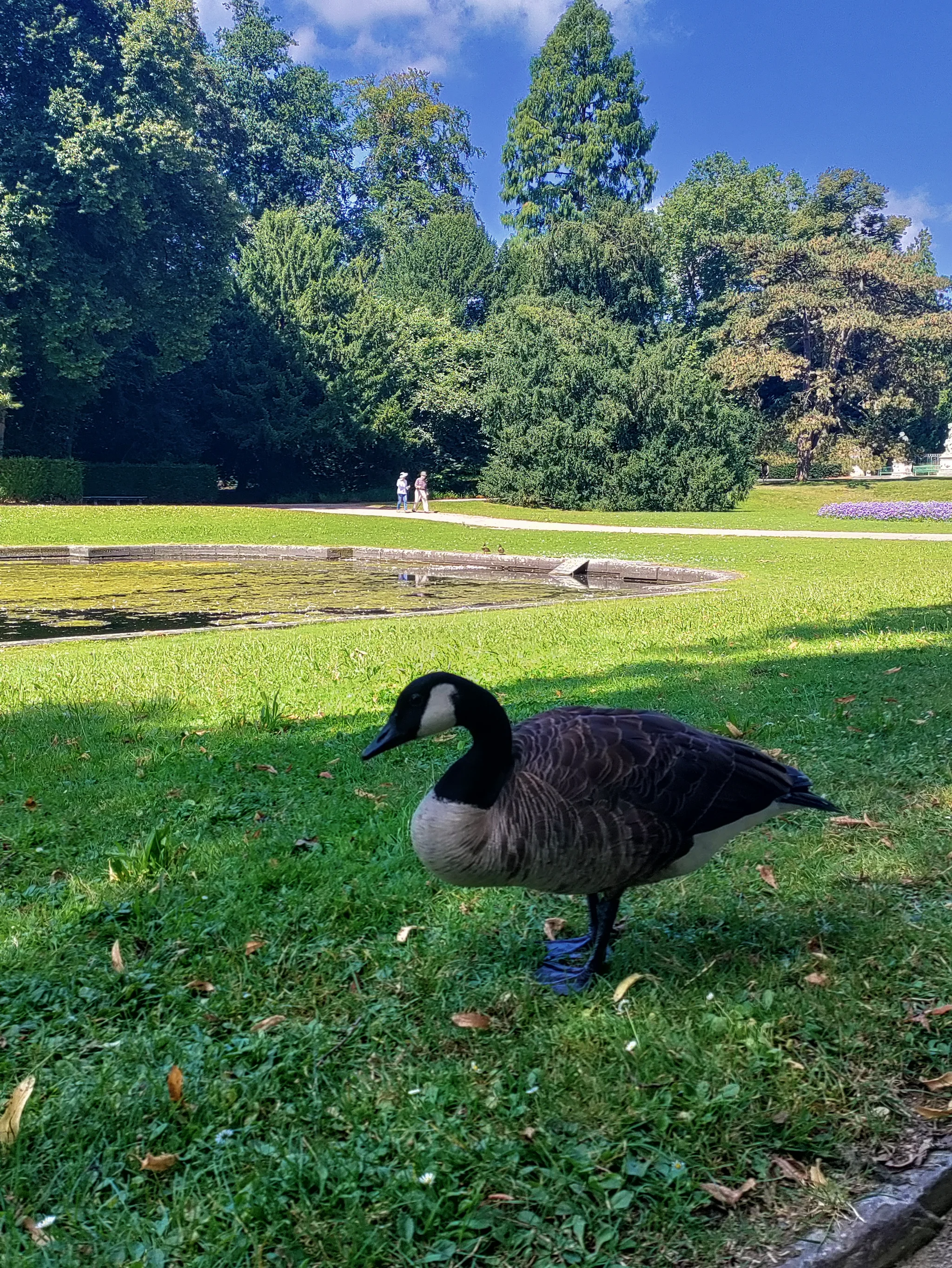Canada Goose (branta canadensis)