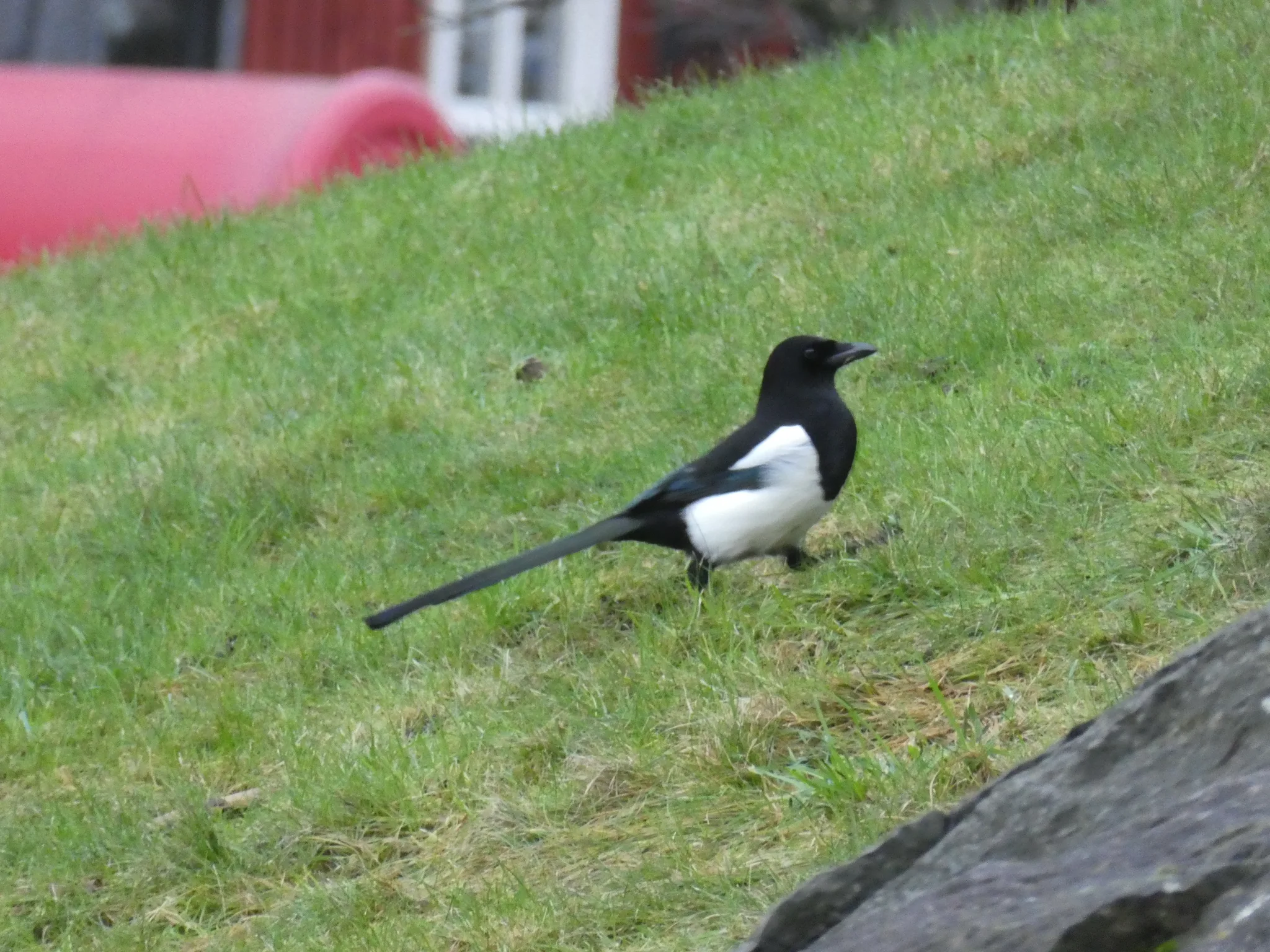 Eurasian Magpie (pica pica)