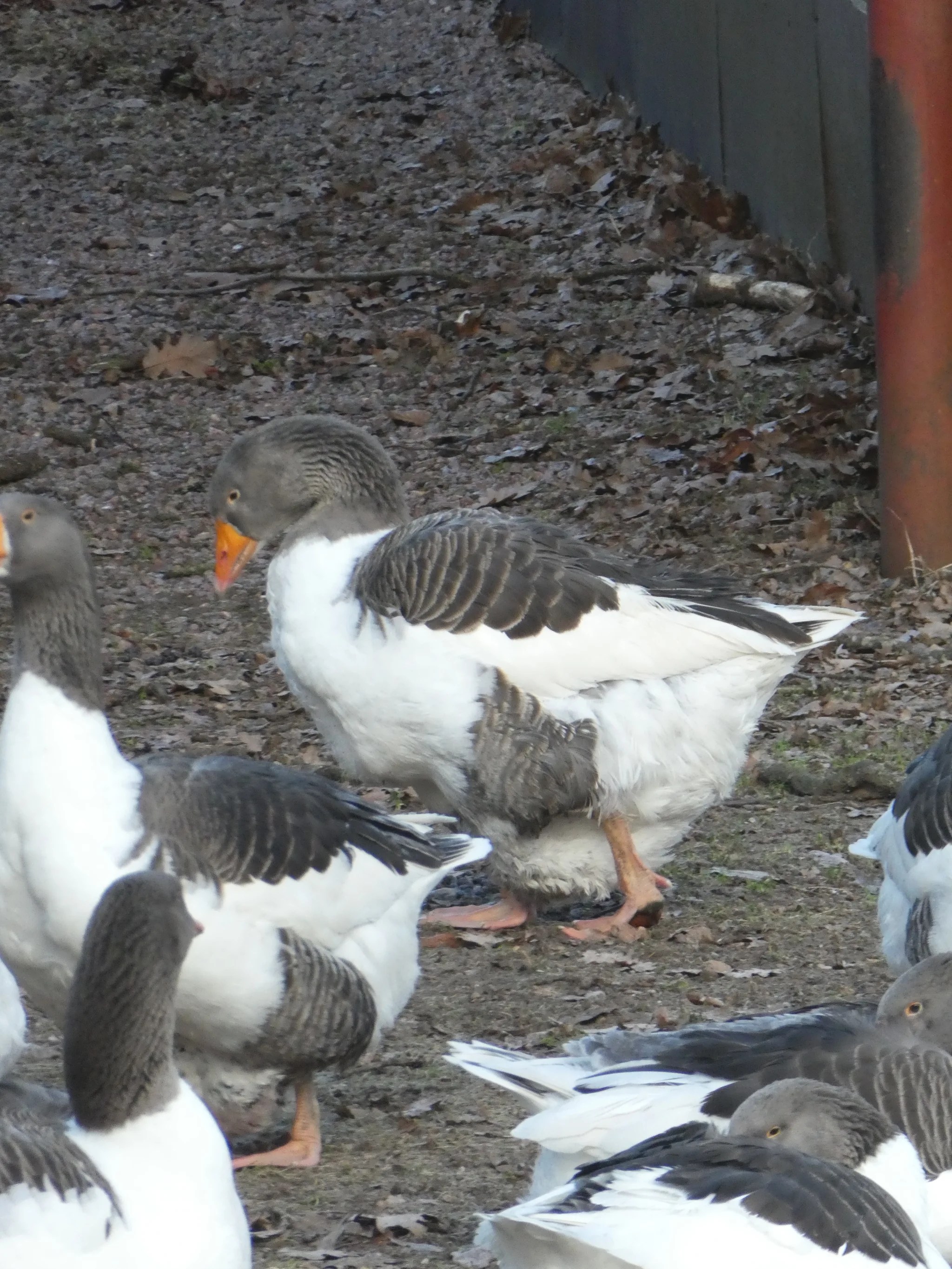 Oland goose (no classification)