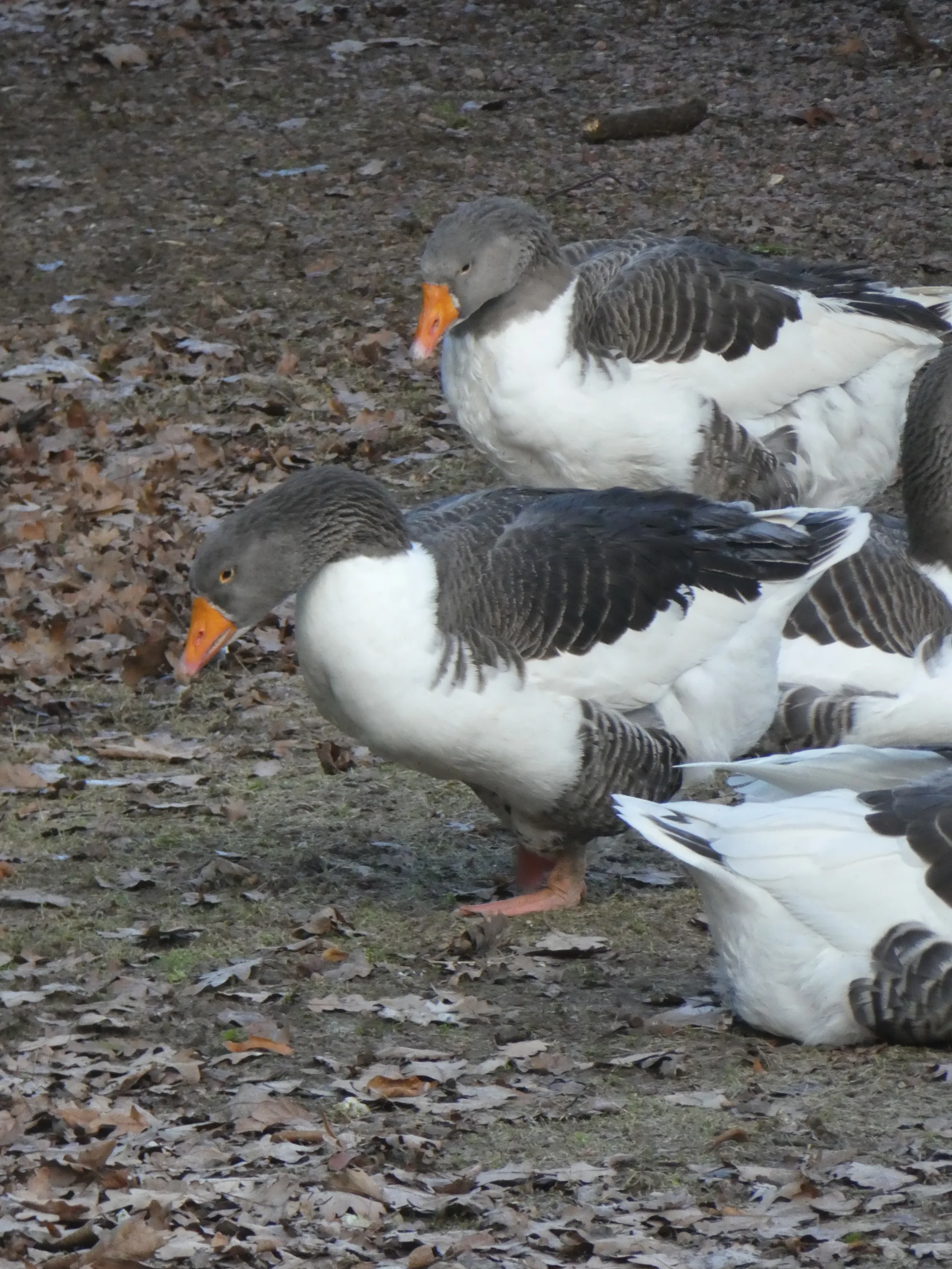 Oland goose (no classification)