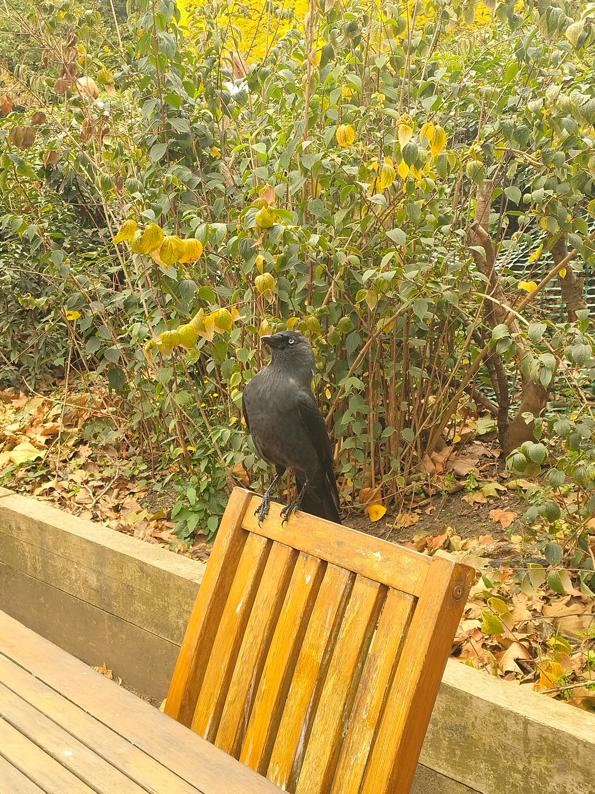 Eurasian Jackdaw (coloeus monedula)
