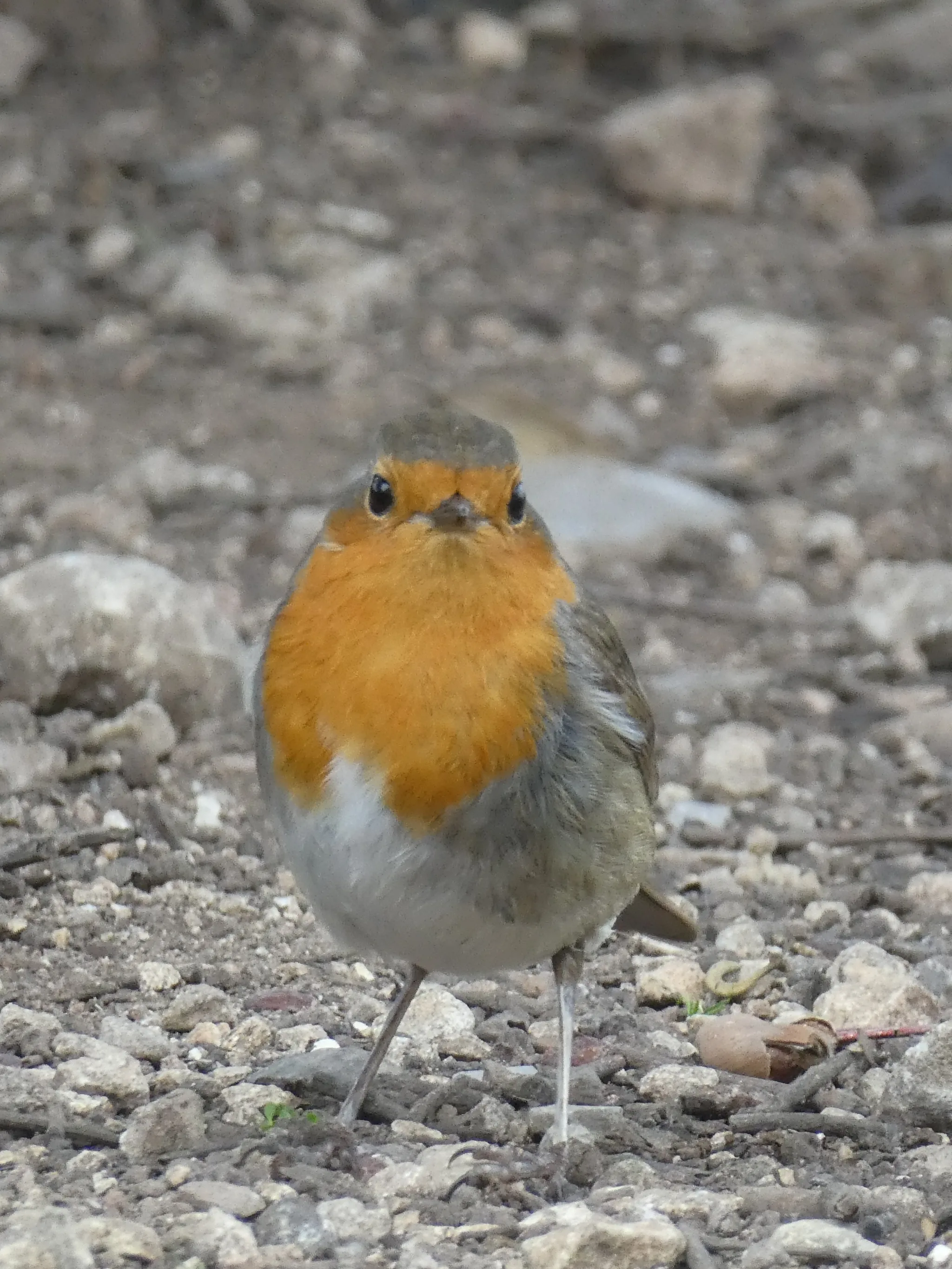 European Robin (erithacus rubecula)