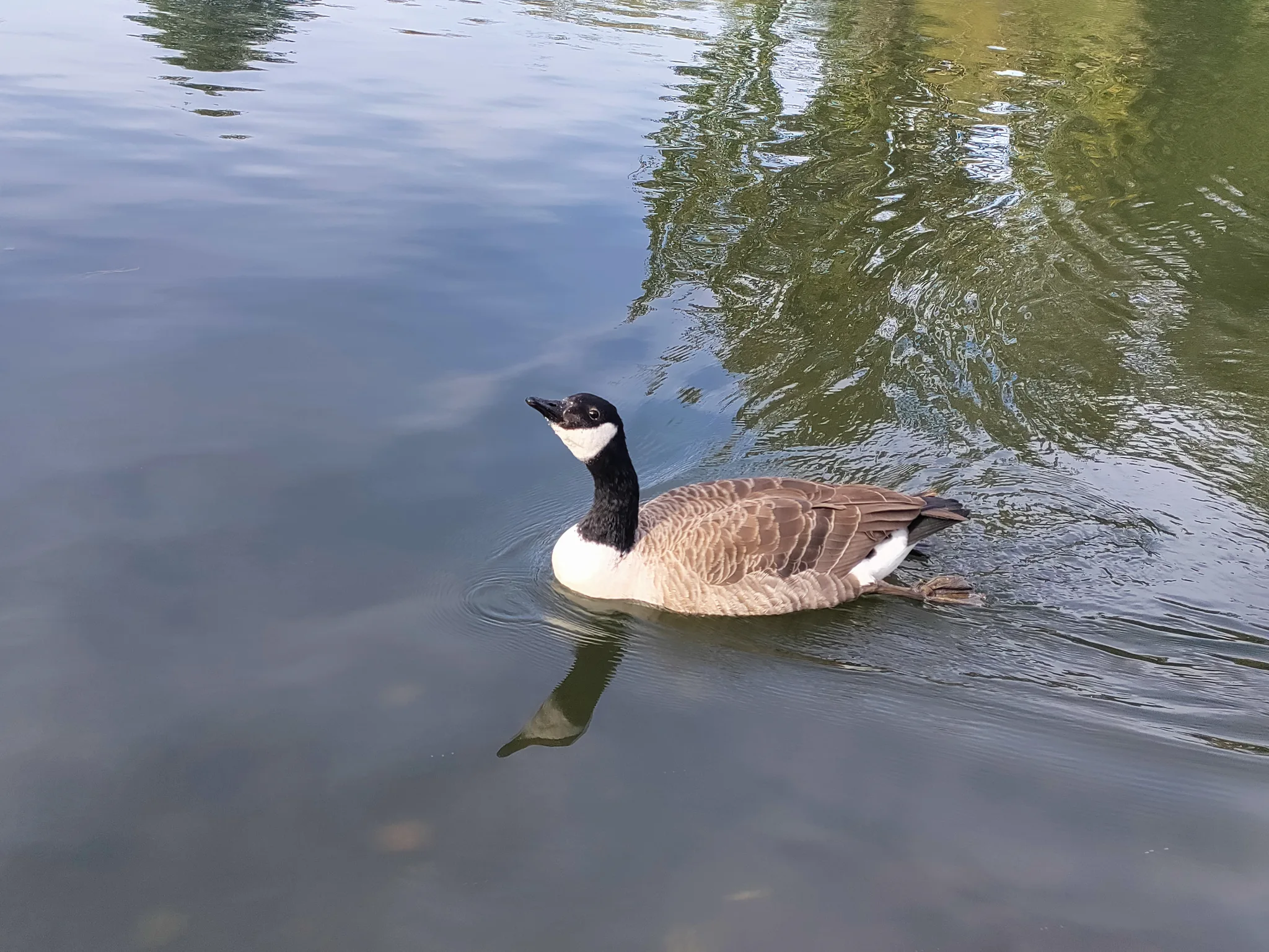 Canada Goose (branta canadensis)