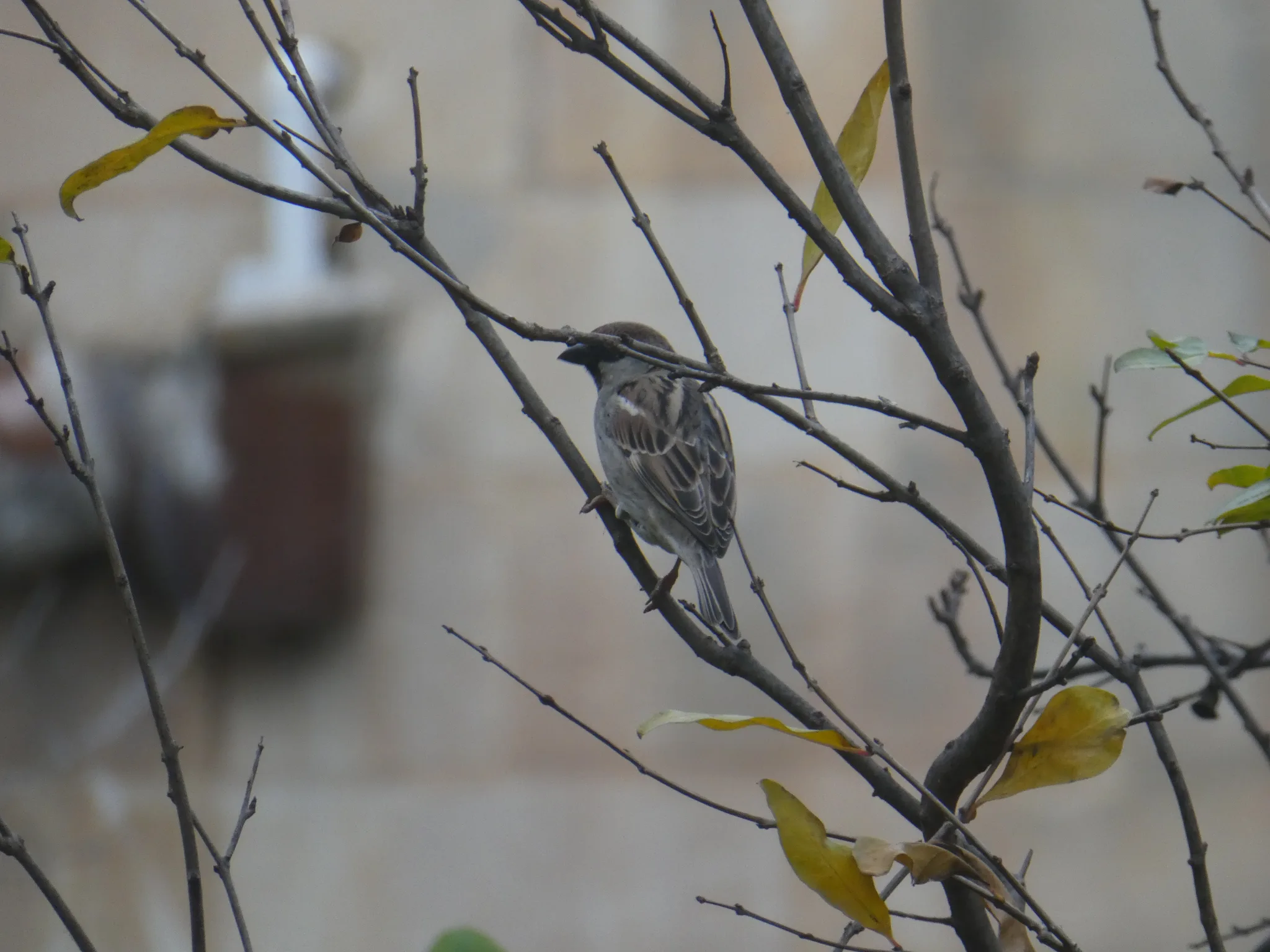 Spanish Sparrow (passer hispaniolensis)