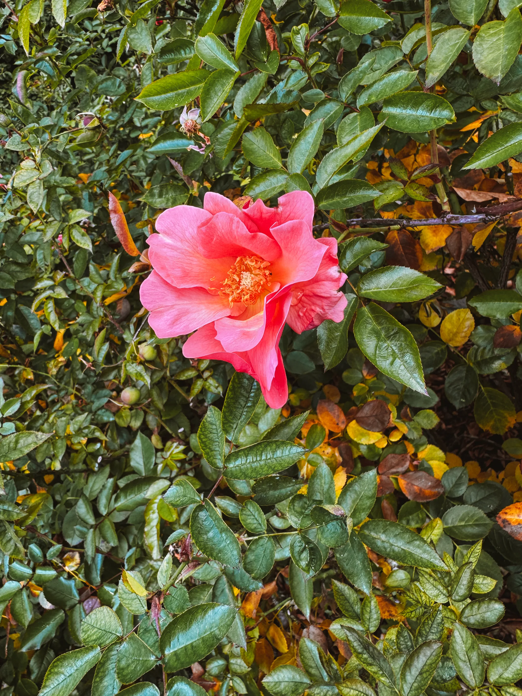 Dumbarton Oaks Gardens 5