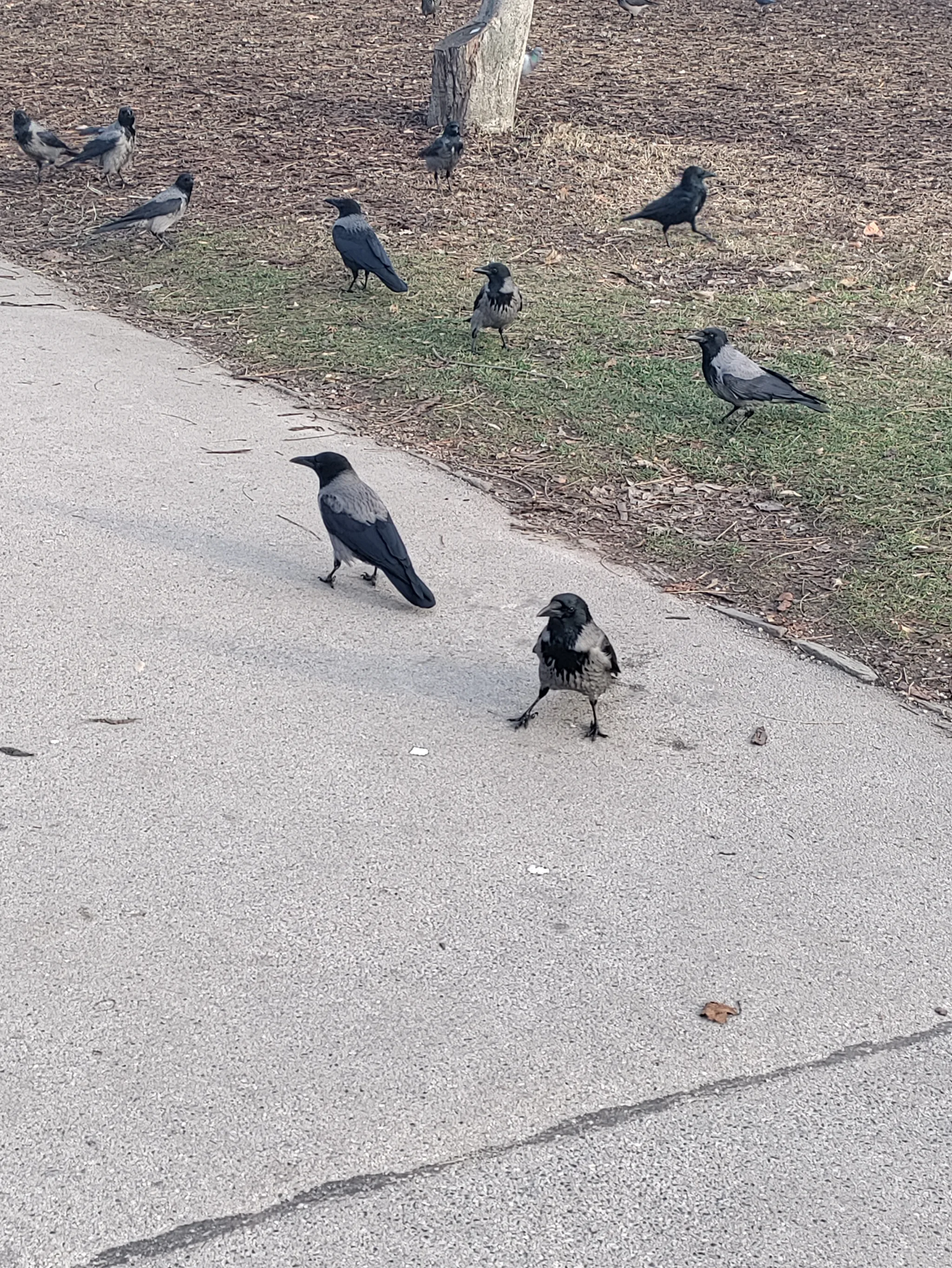Carrion Crow (corvus corone)