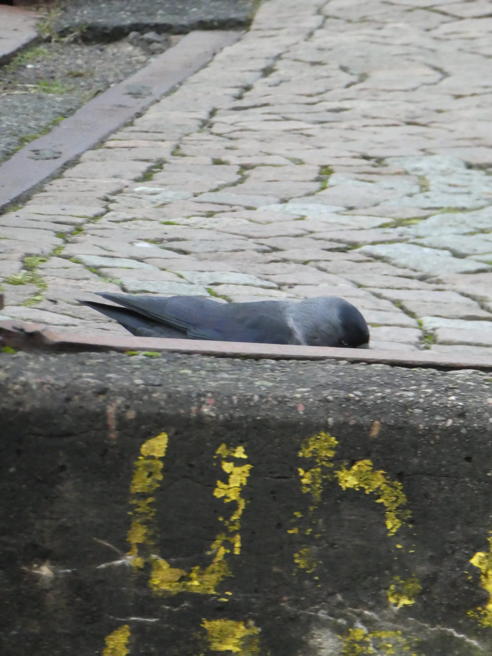 Eurasian Jackdaw (coloeus monedula)
