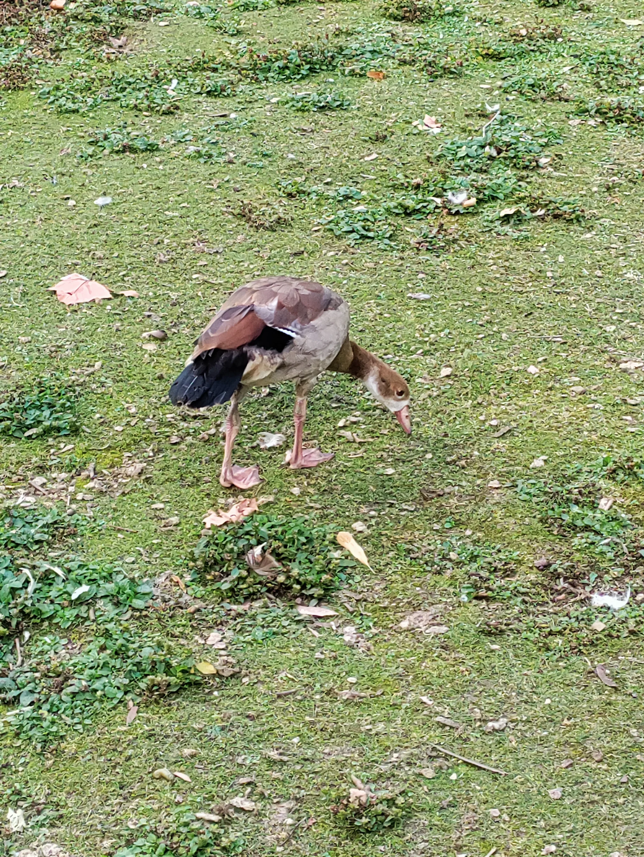 Egyptian Goose (alopochen aegyptiaca)