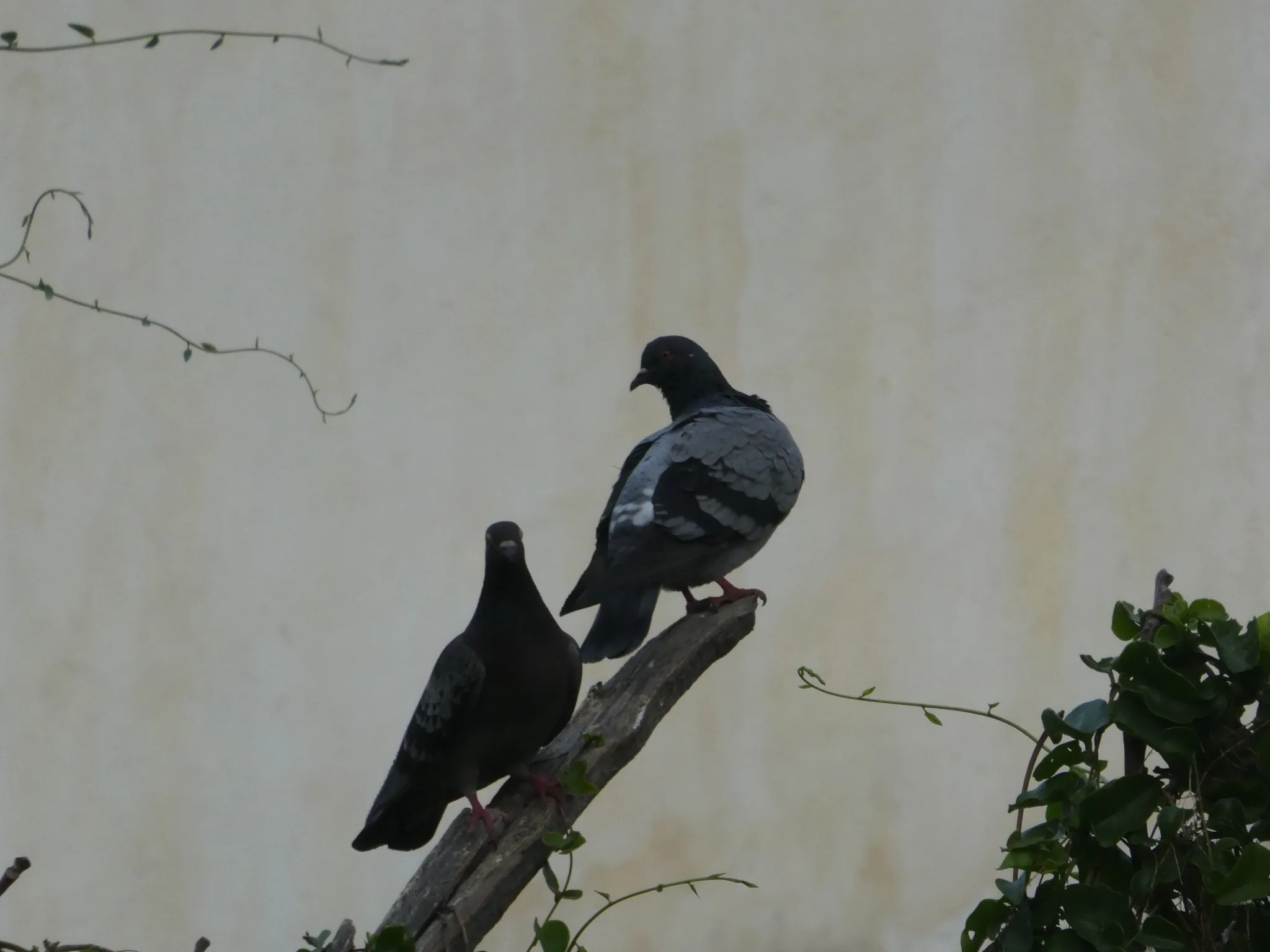 Hill Pigeon (columba rupestris)