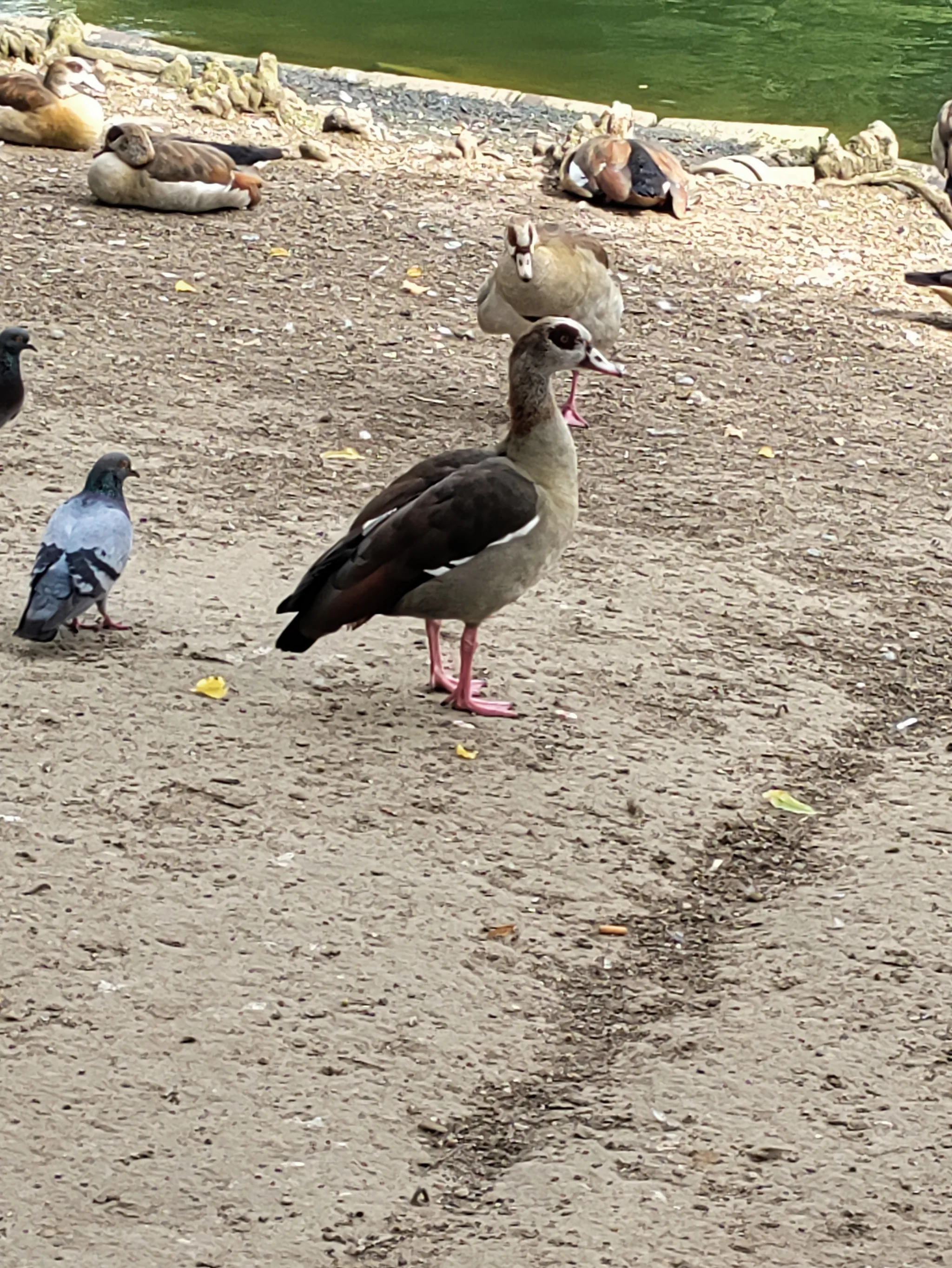 Egyptian Goose (alopochen aegyptiaca)